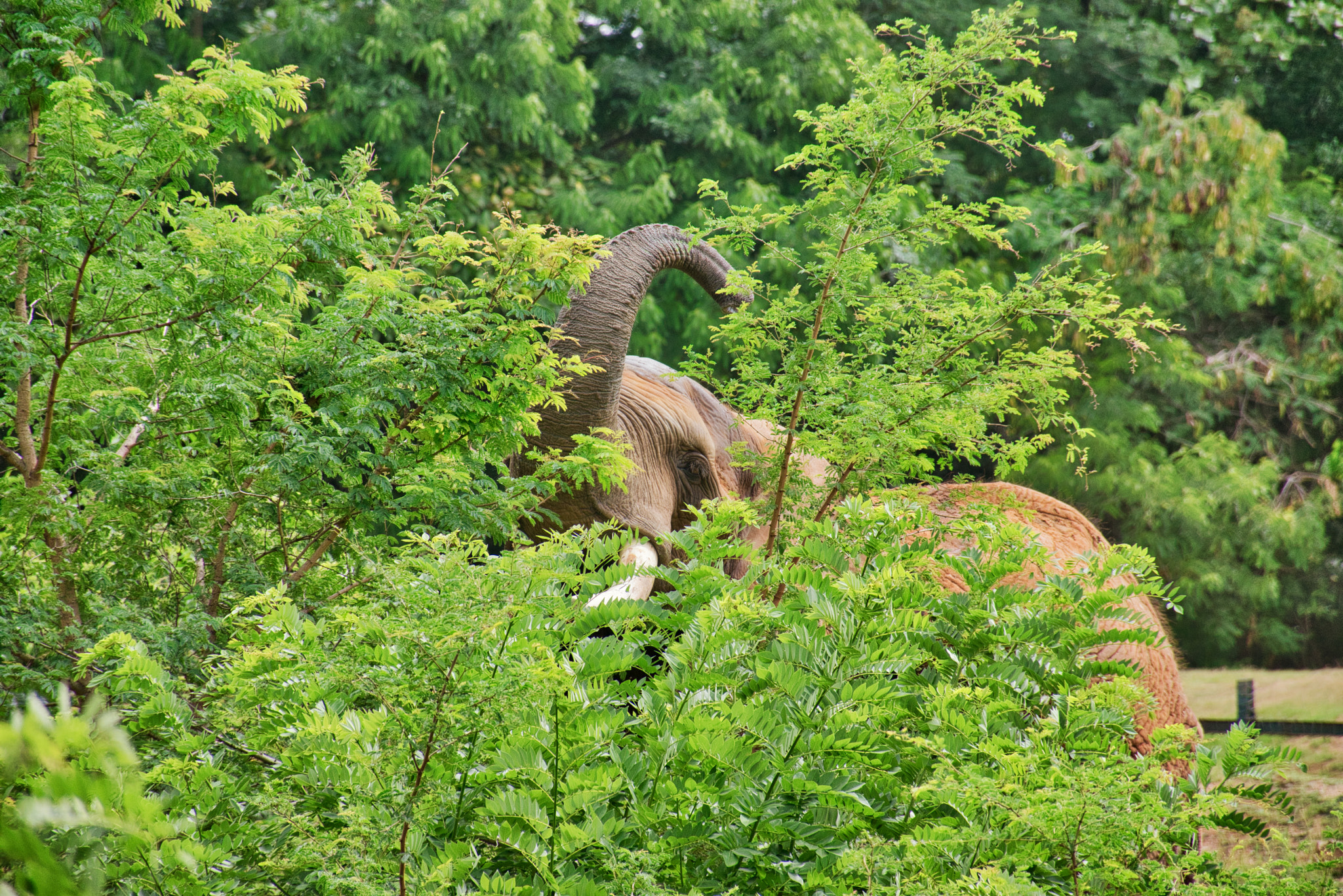 Nikon D5300 sample photo. Hiding elephant photography