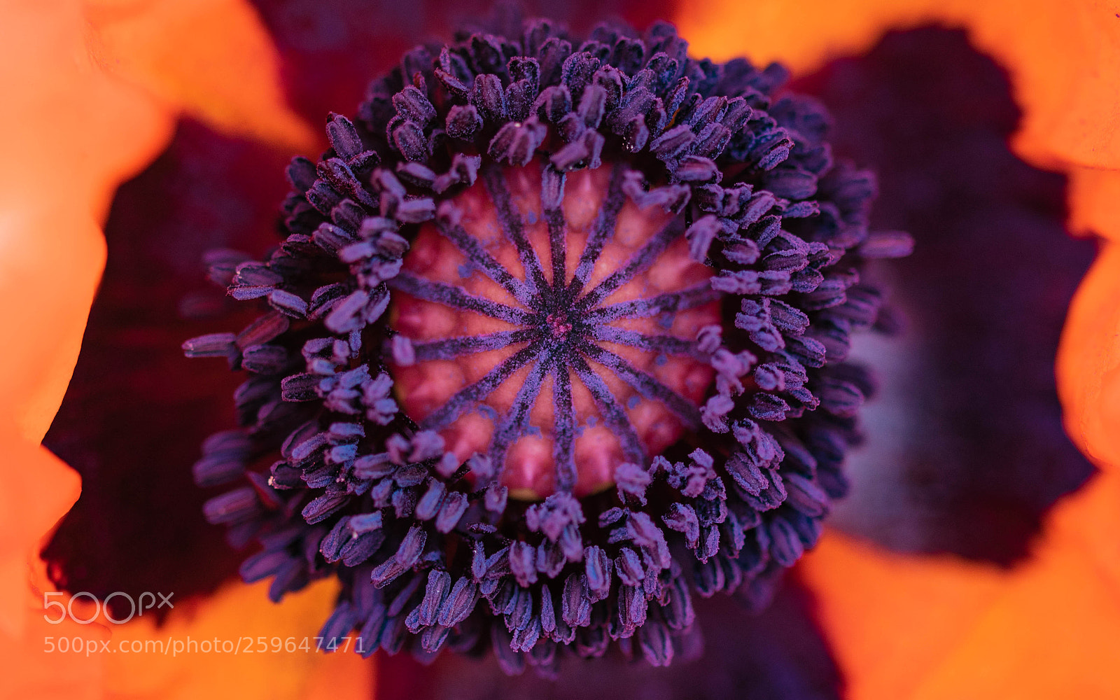 Nikon D5300 sample photo. The center photography