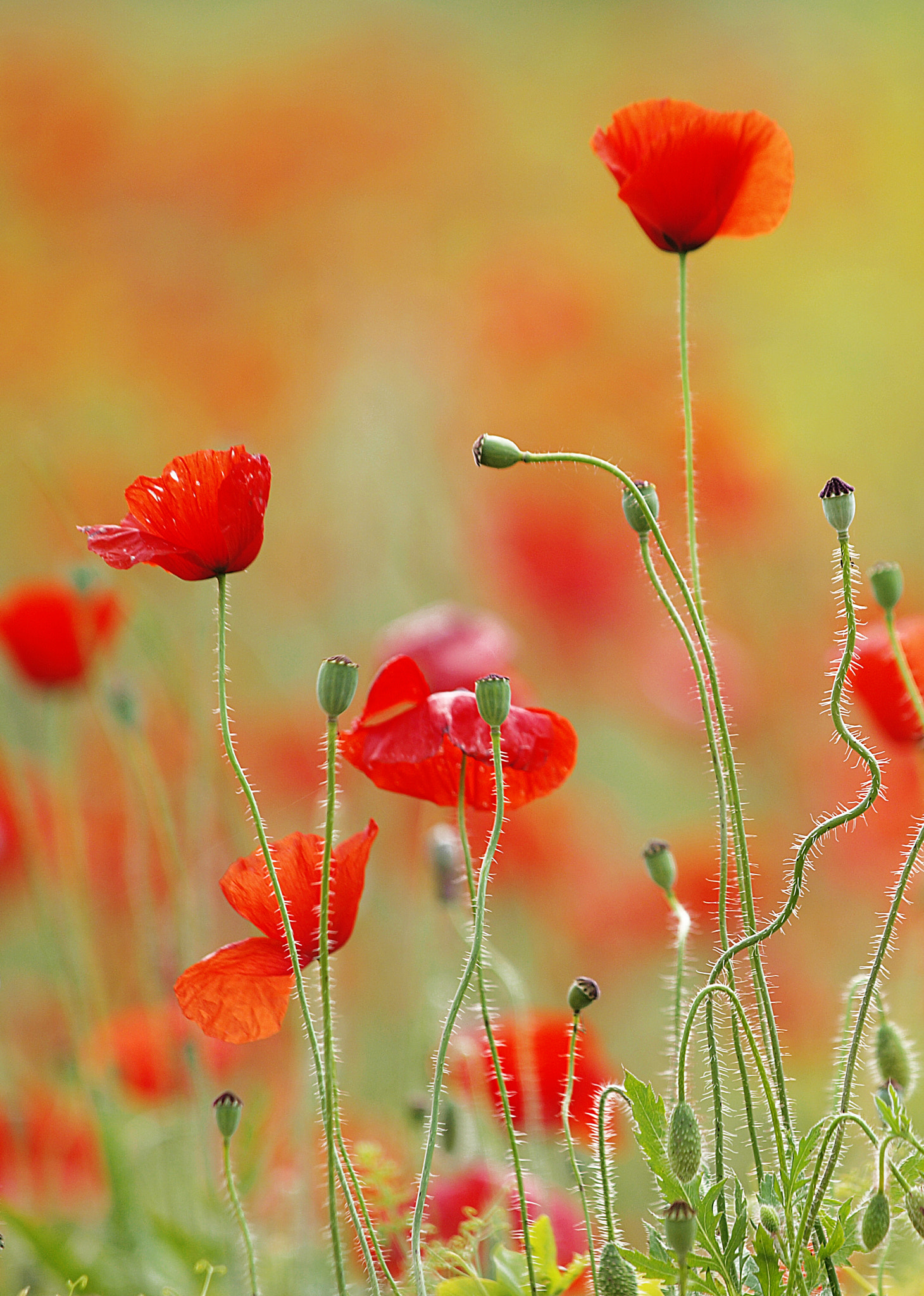 Olympus E-30 sample photo. Tiempo de amapolas photography