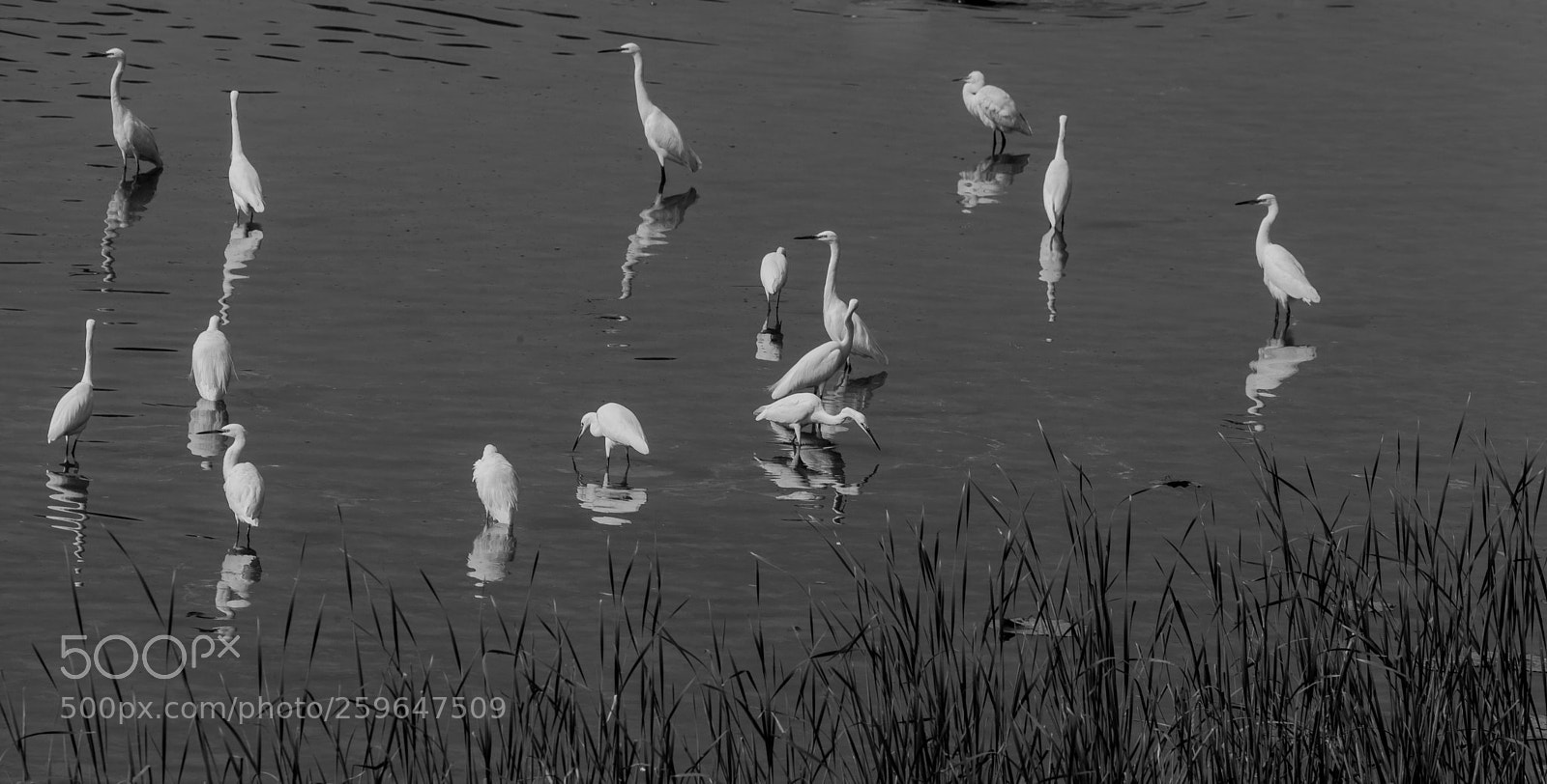 Canon EOS 5D Mark II sample photo. Reflection photography