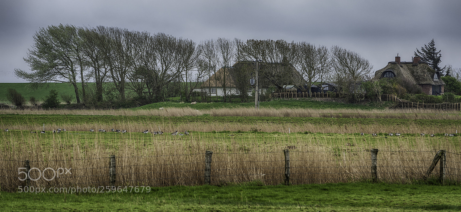 Nikon D700 sample photo. "country life in westerhever" photography