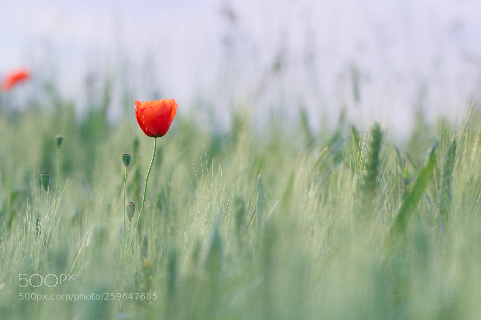 Canon EOS 70D sample photo. Poppy alone ... photography
