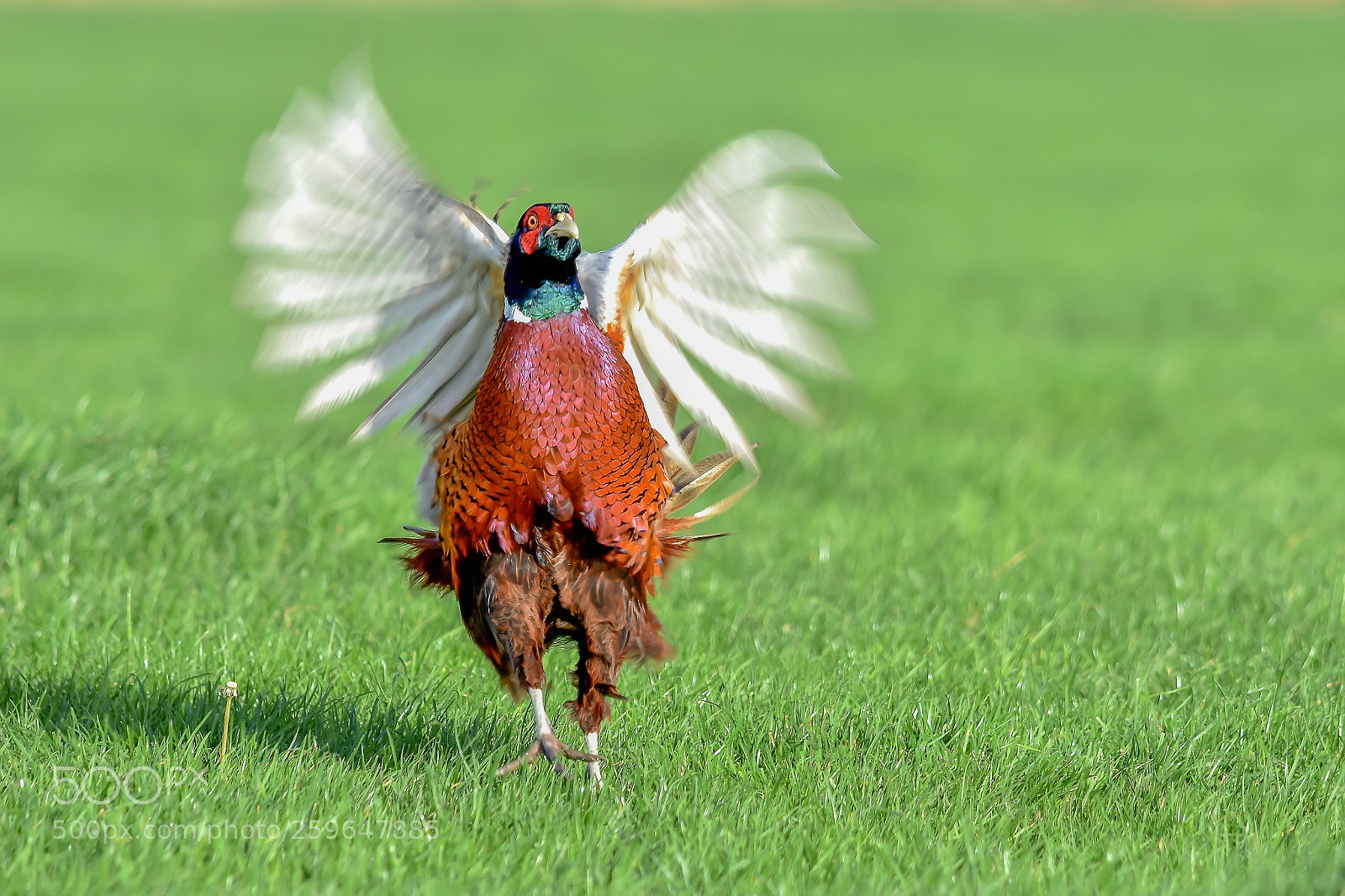 Nikon D7200 sample photo. Unexpected attack pheasant photography