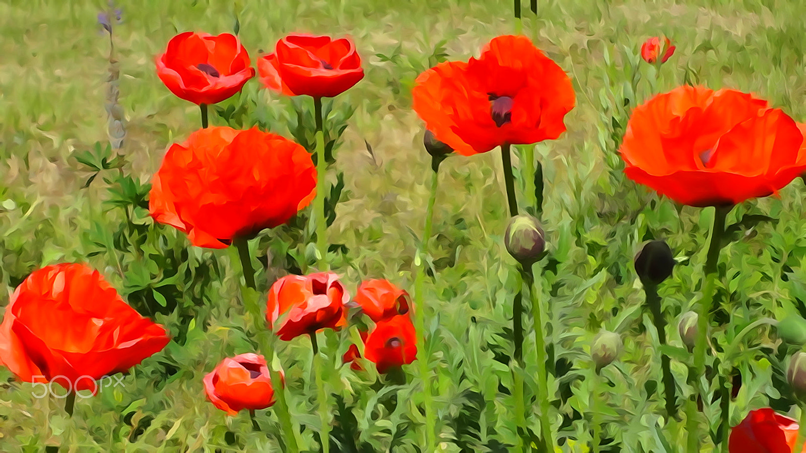 Sony Cyber-shot DSC-WX50 sample photo. Poppies photography