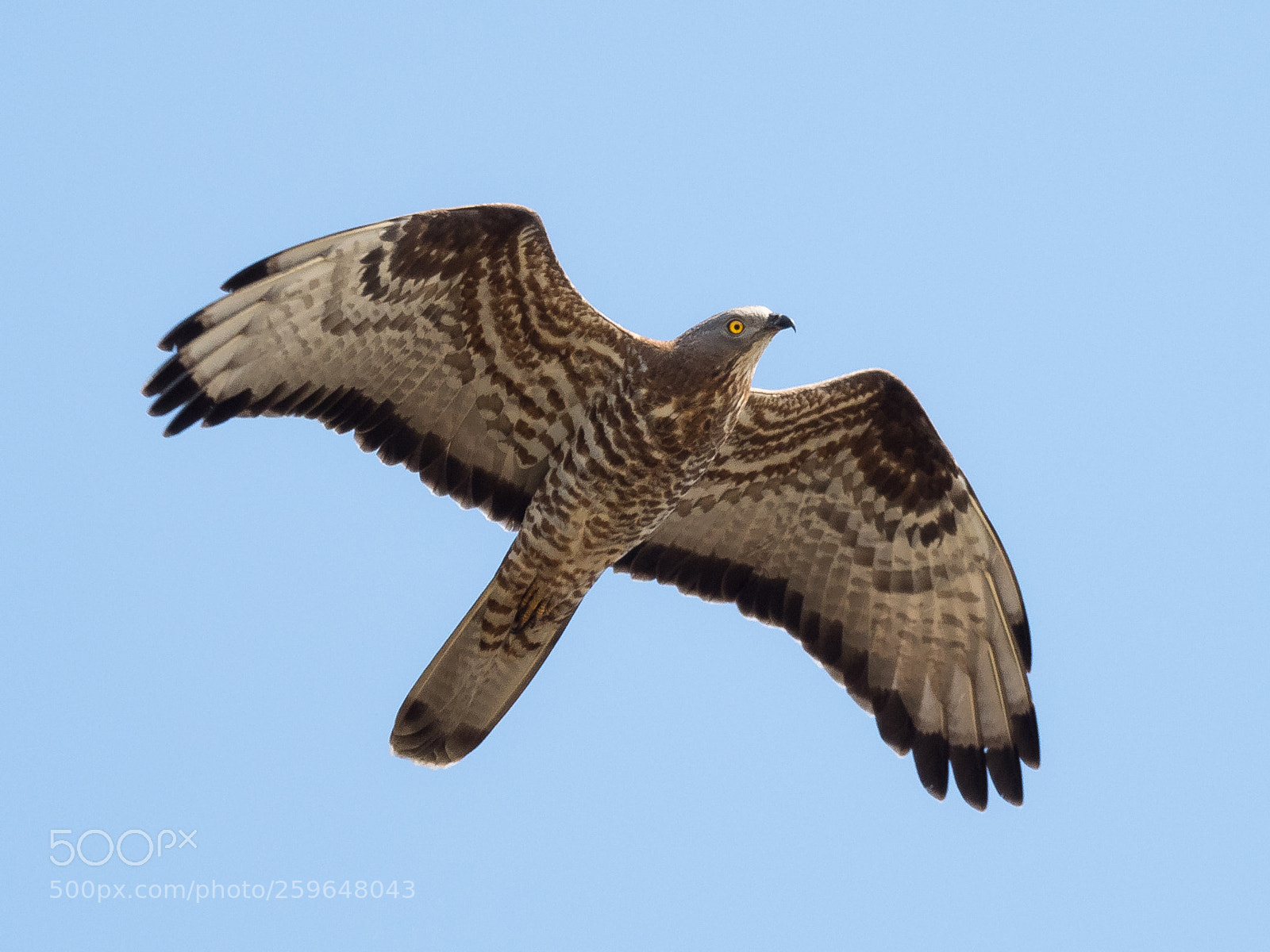 Olympus OM-D E-M1 Mark II sample photo. European honey buzzard pernis photography