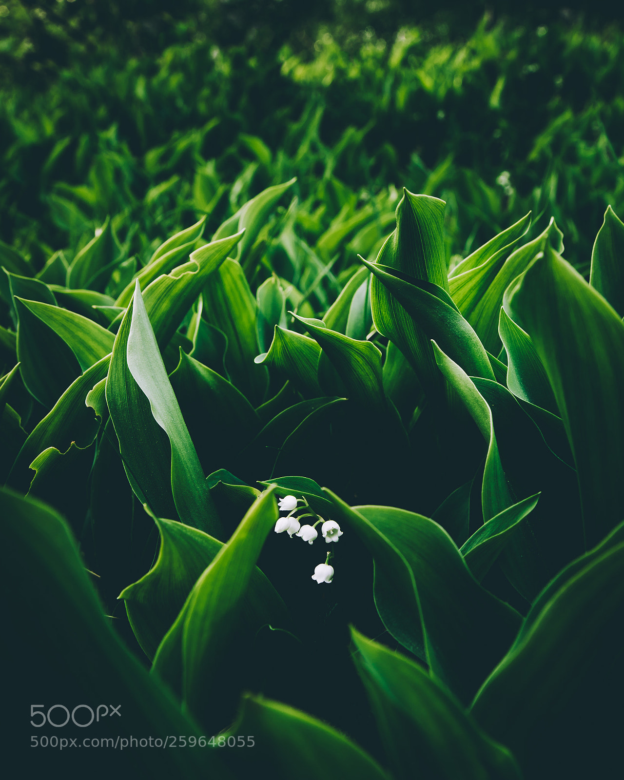 Canon EOS 6D sample photo. Lily of the valley photography