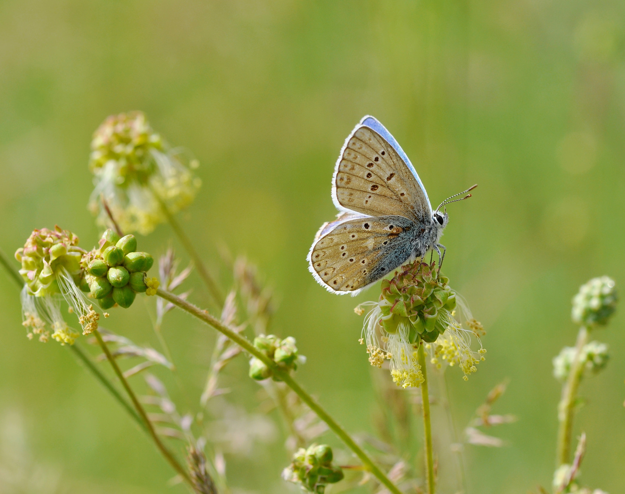 Nikon AF-S Micro-Nikkor 105mm F2.8G IF-ED VR sample photo. Natural beauties photography