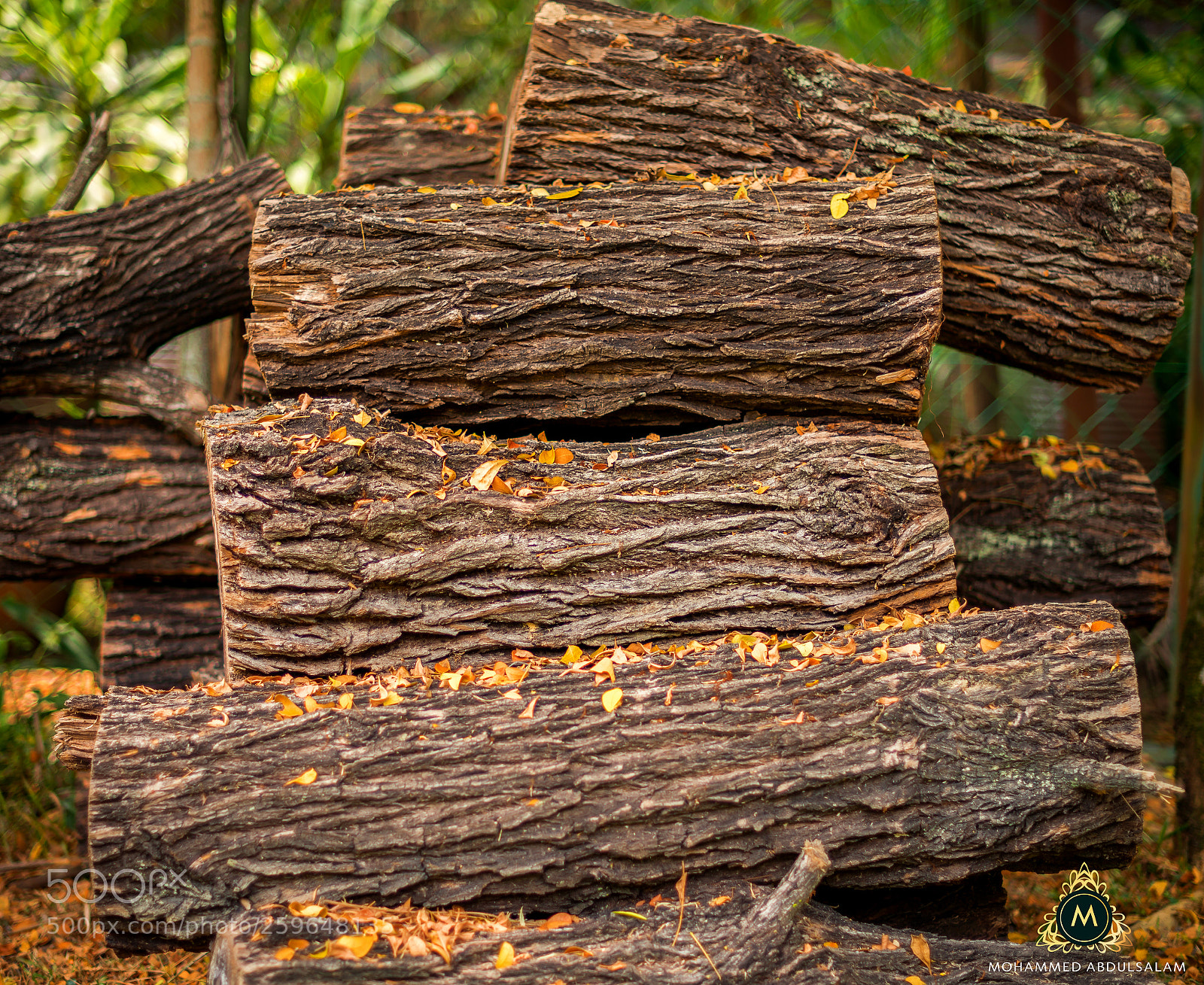 Nikon D610 sample photo. Wood photography