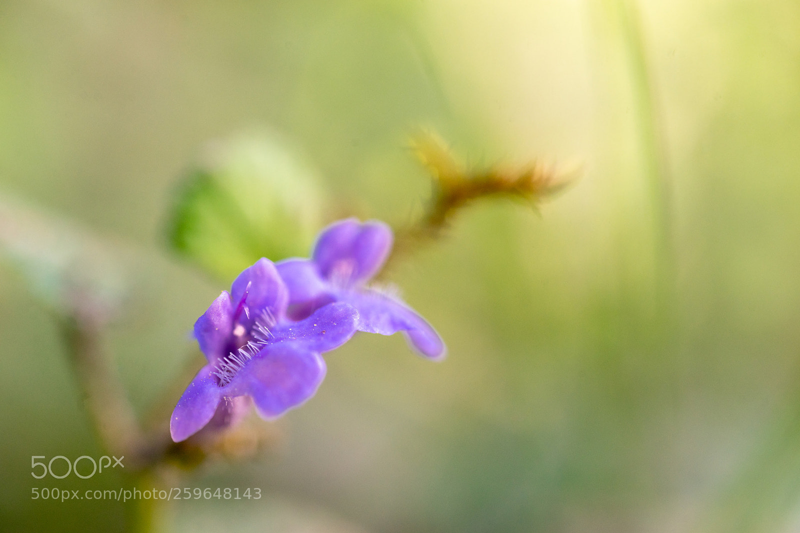 Sony a7 II sample photo. Tiny flower photography