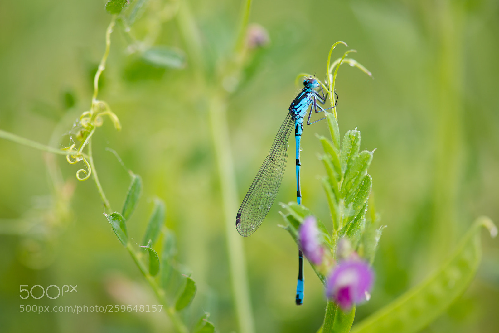 Nikon D800 sample photo. Drap e en un photography