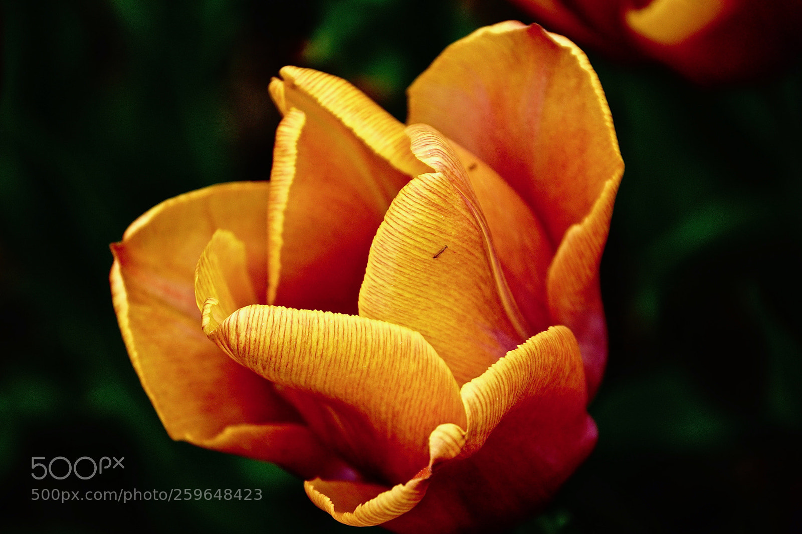 Sony ILCA-77M2 sample photo. Tulip photography