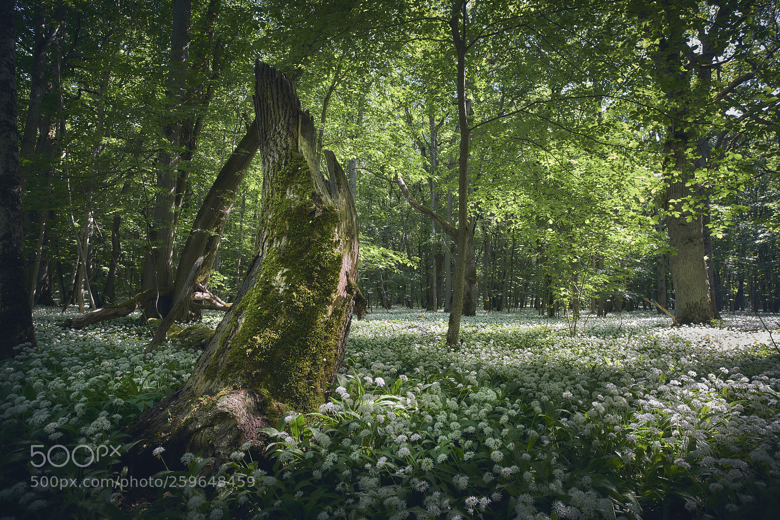 Nikon D800E sample photo. Fairytale forest photography
