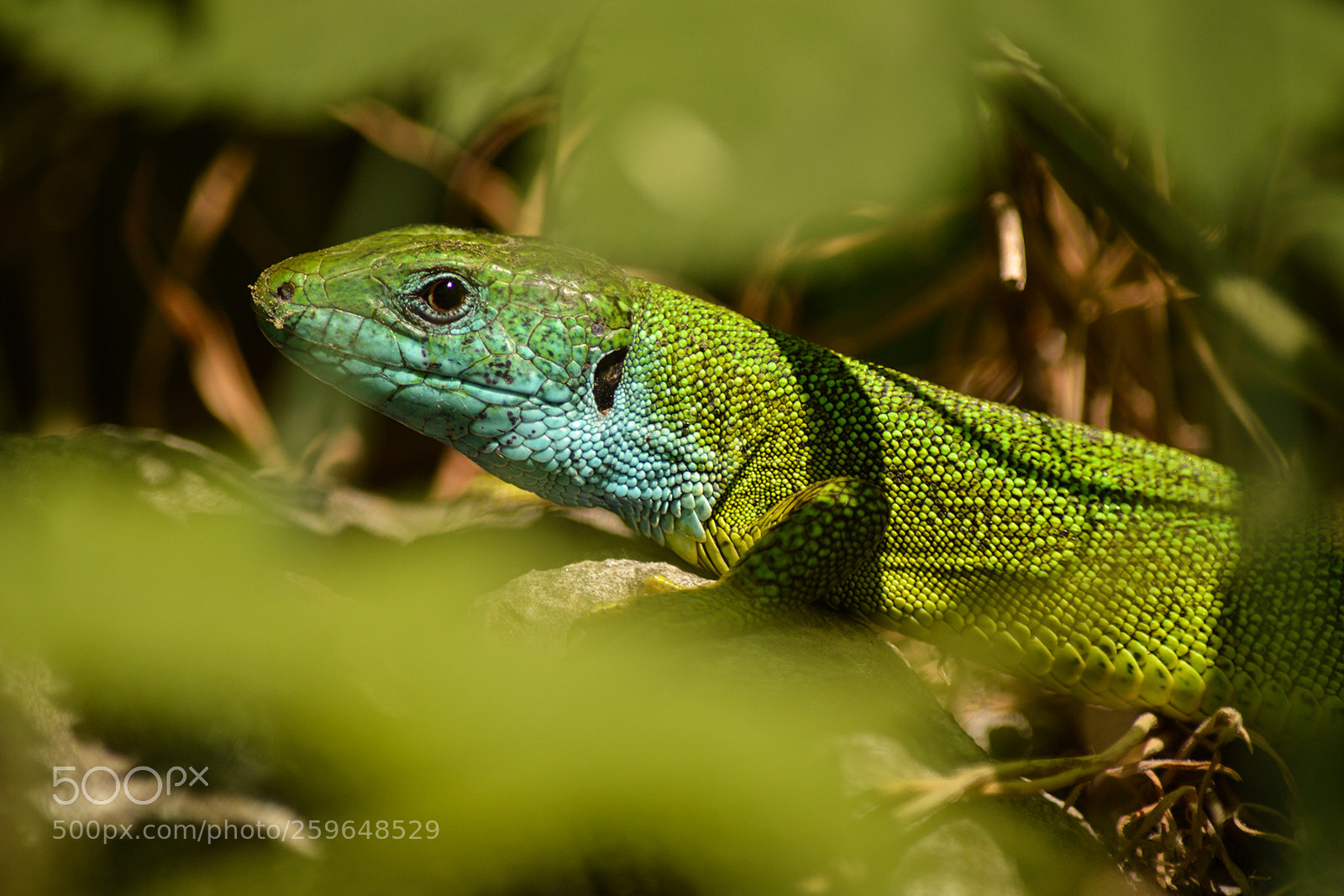 Nikon D3200 sample photo. The hidden lizard photography