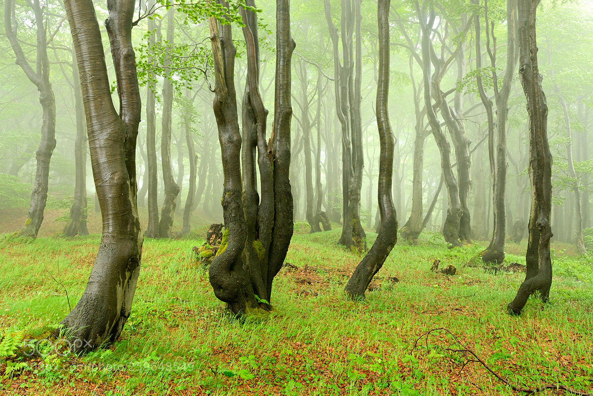 Nikon D800 sample photo. Fog and rain photography