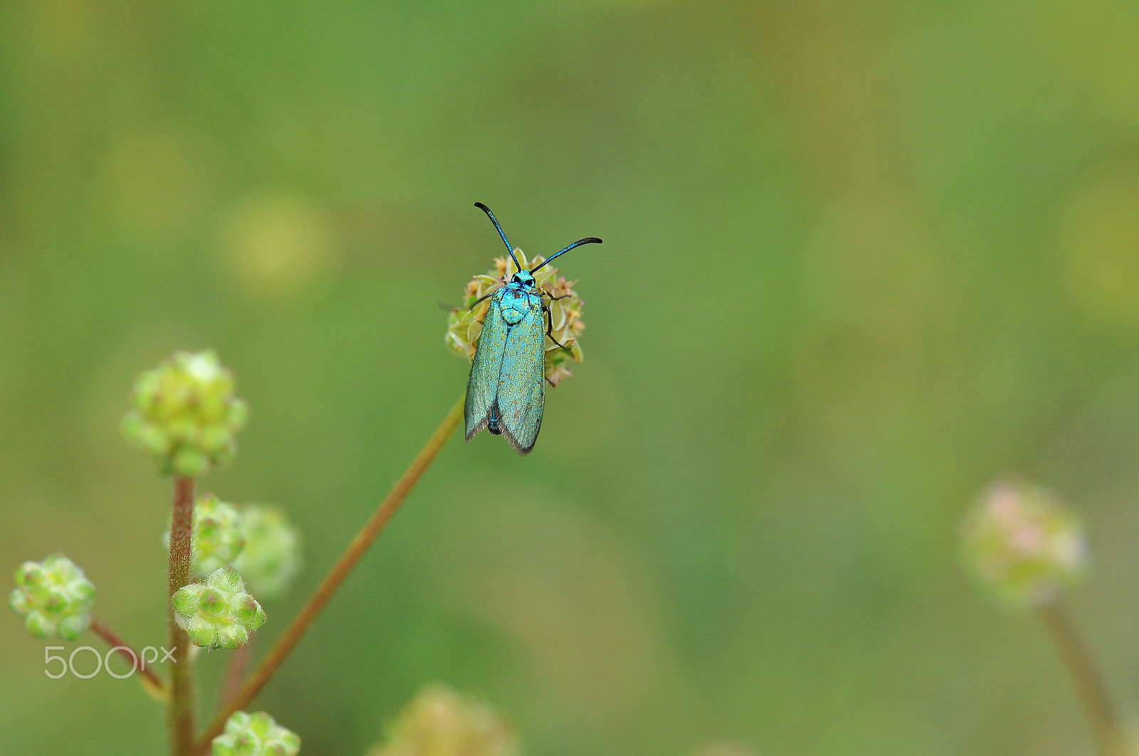 Nikon AF-S Micro-Nikkor 105mm F2.8G IF-ED VR sample photo. Insect photography