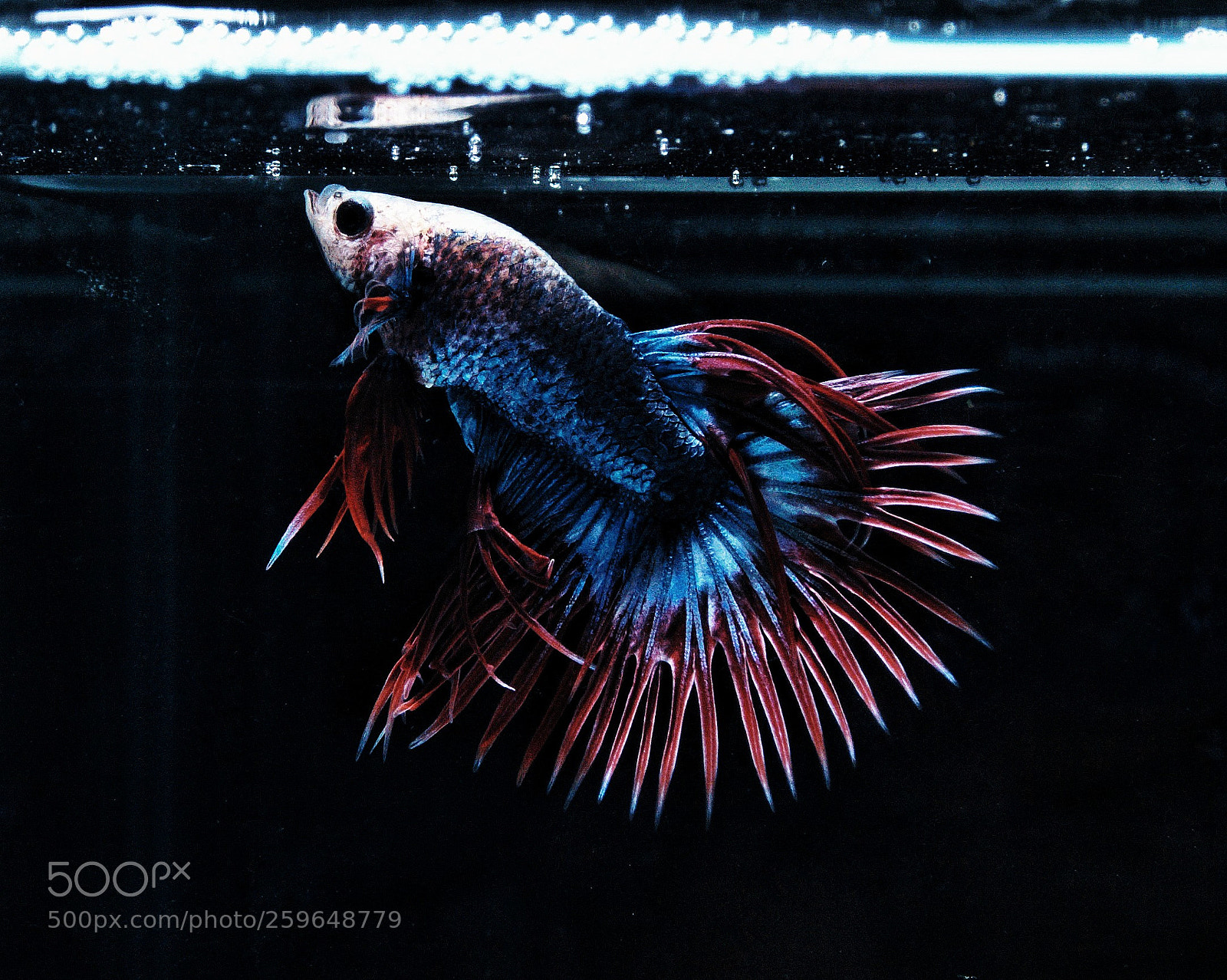Sony SLT-A58 sample photo. Betta fish photography
