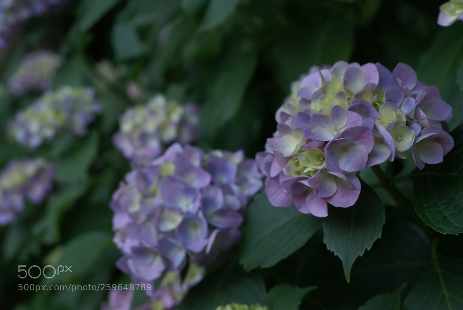 Sony Alpha DSLR-A100 sample photo. Sony dsc photography