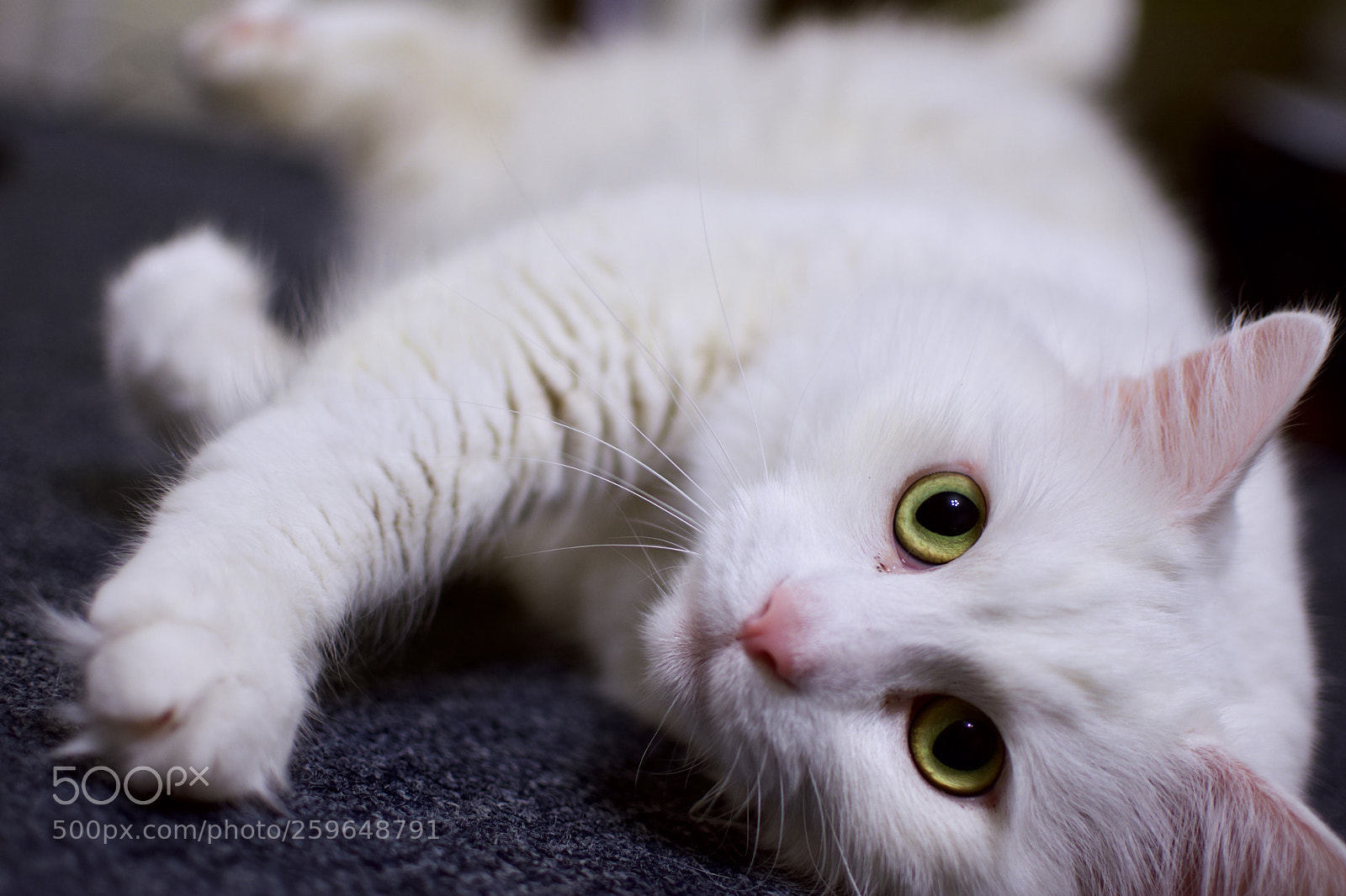 Nikon D3400 sample photo. Eyes photography