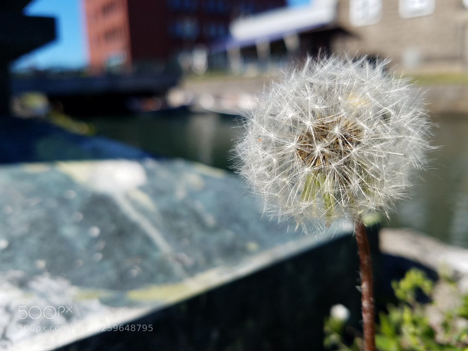 Samsung Galaxy S7 Edge sample photo. Dandelion photography