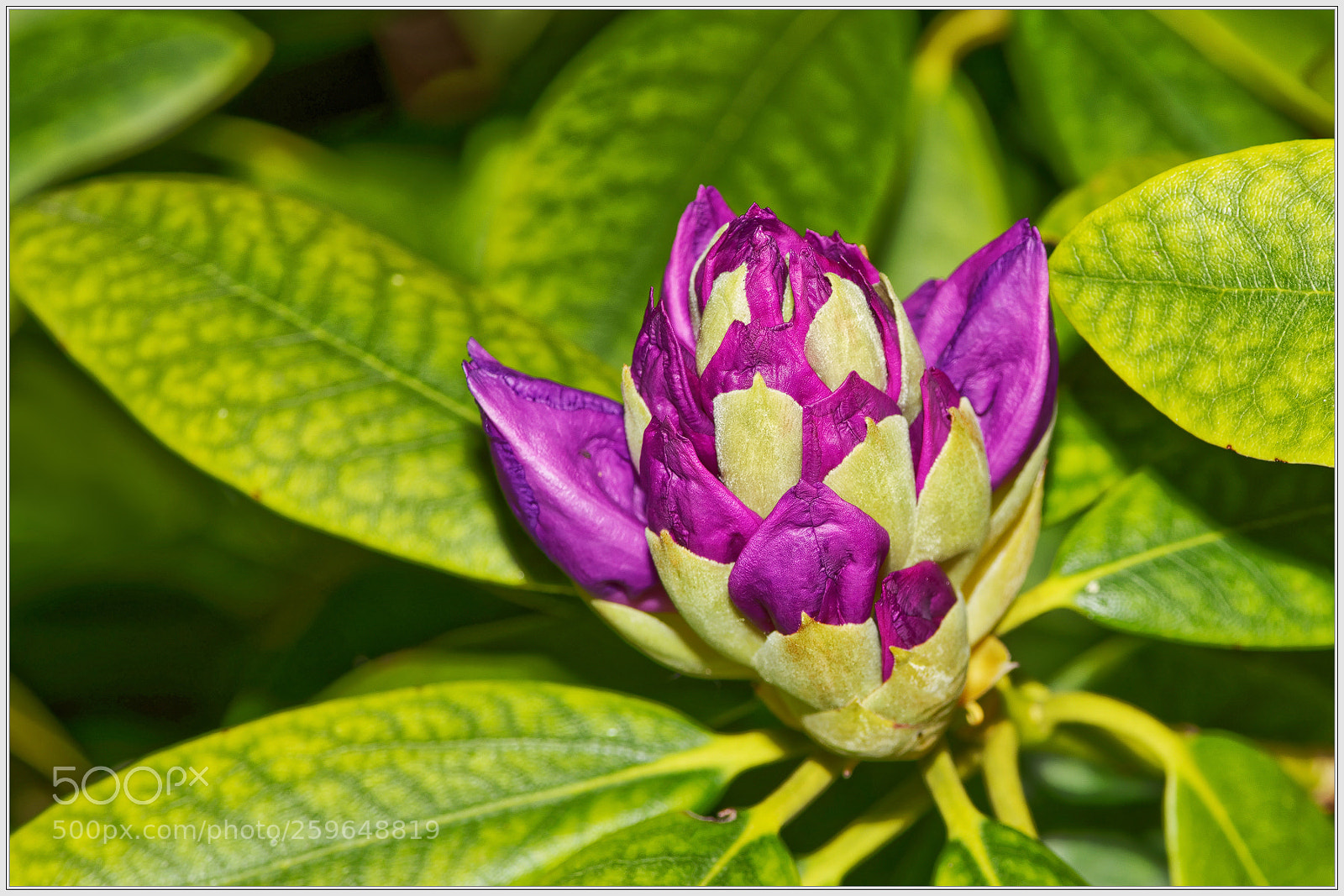 Nikon D750 sample photo. Opening soon photography