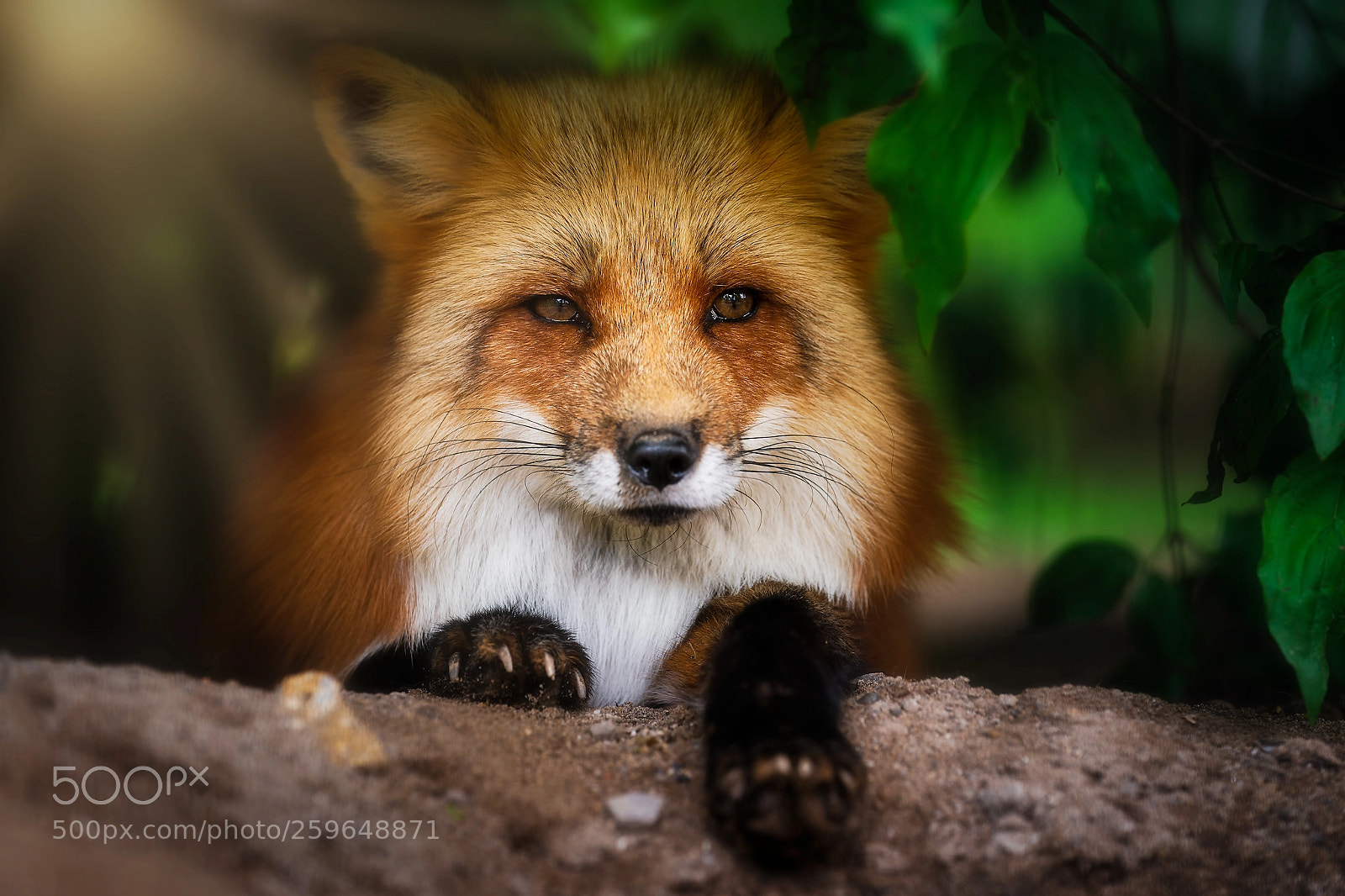 Sony a9 sample photo. Rotfuchs photography