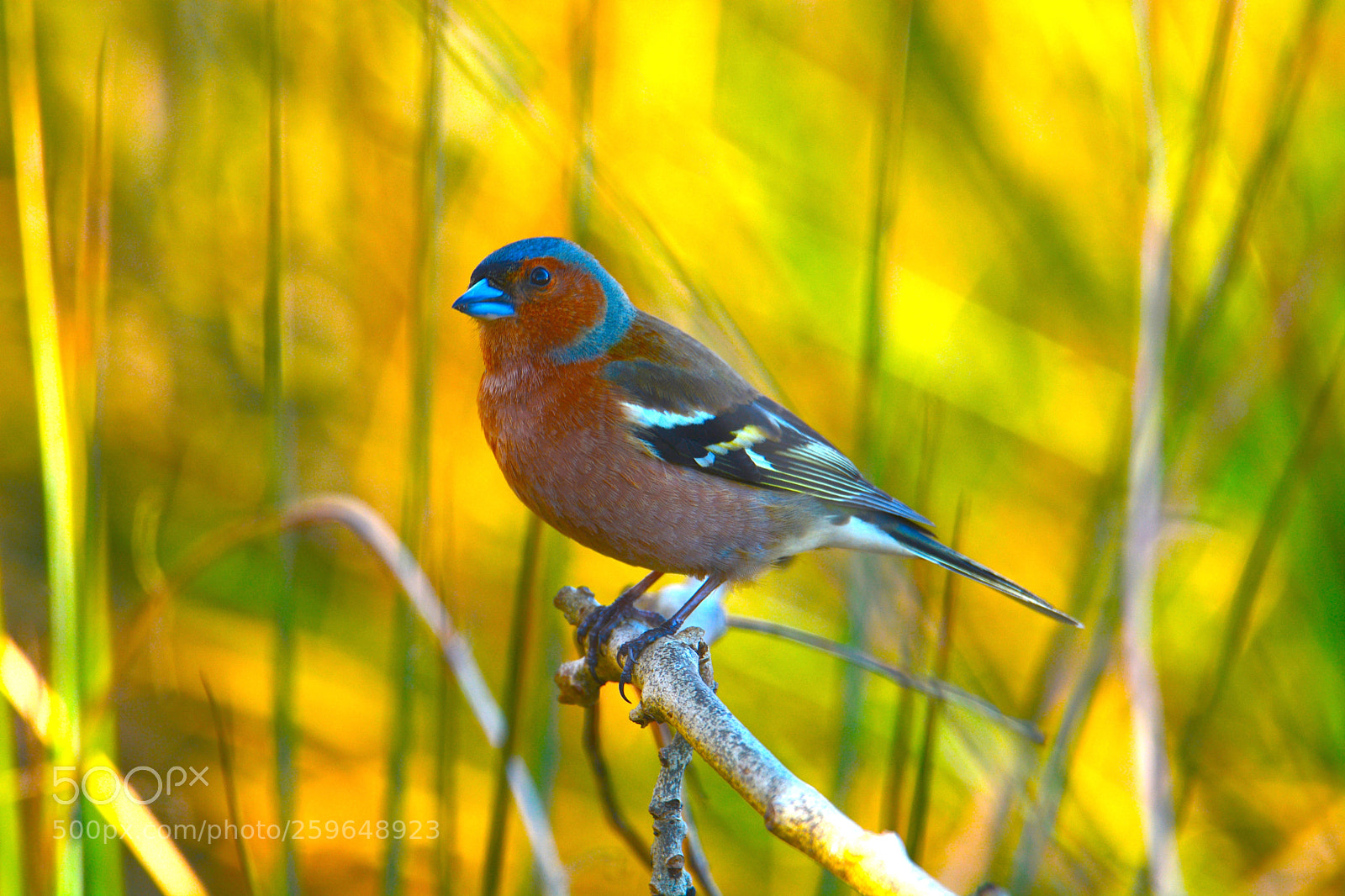 Nikon D7100 sample photo. Chaffinch photography