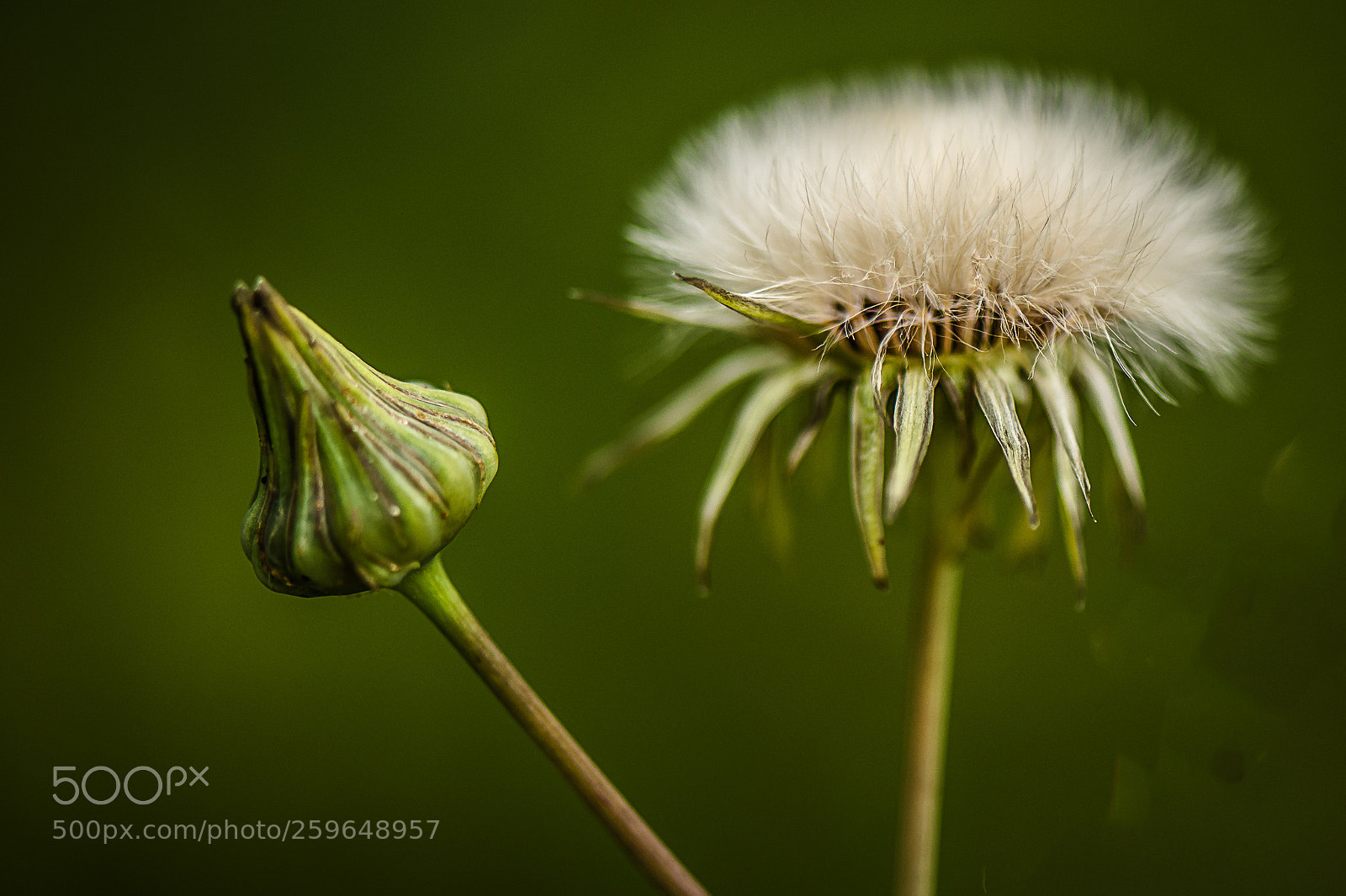 Nikon D750 sample photo. Dandelion photography