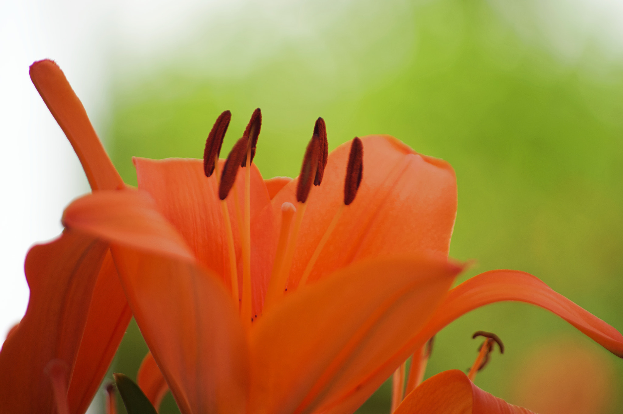 Nikon D3200 sample photo. Calatea orange flower photography