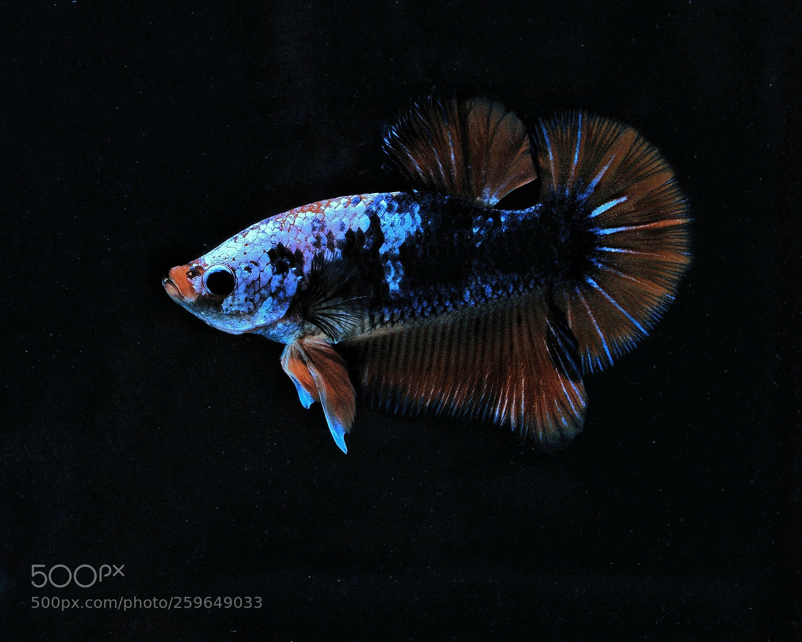Sony SLT-A58 sample photo. Betta fish 2 photography