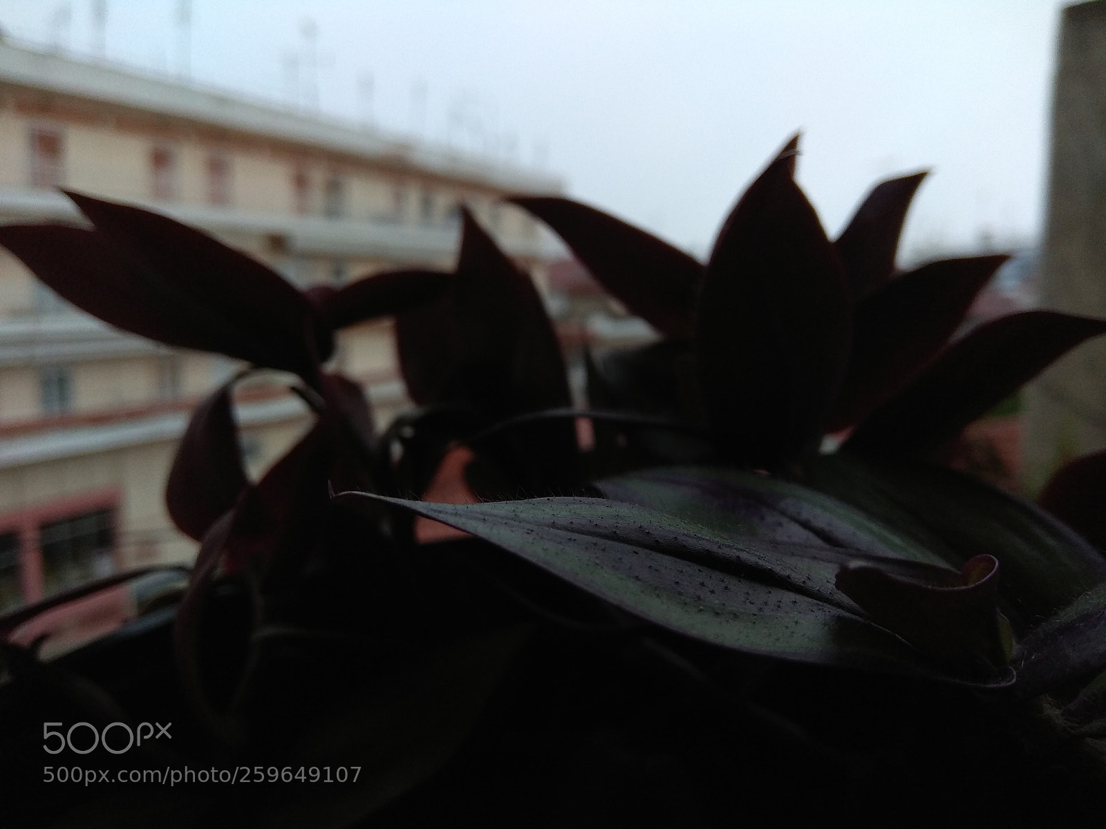Xiaomi Redmi Note 4 sample photo. Untitled photography