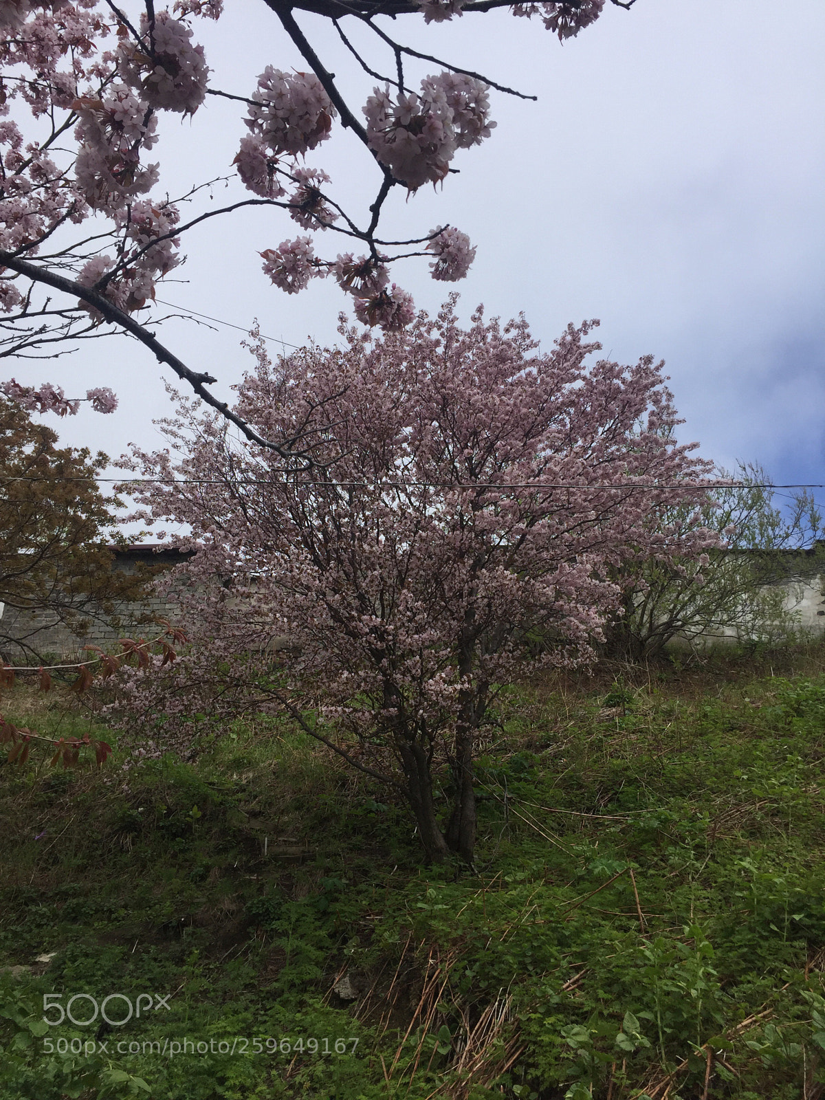 Apple iPhone 6 sample photo. Untitled photography