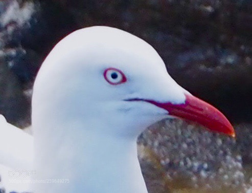 Olympus OM-D E-M10 sample photo. Red and white photography