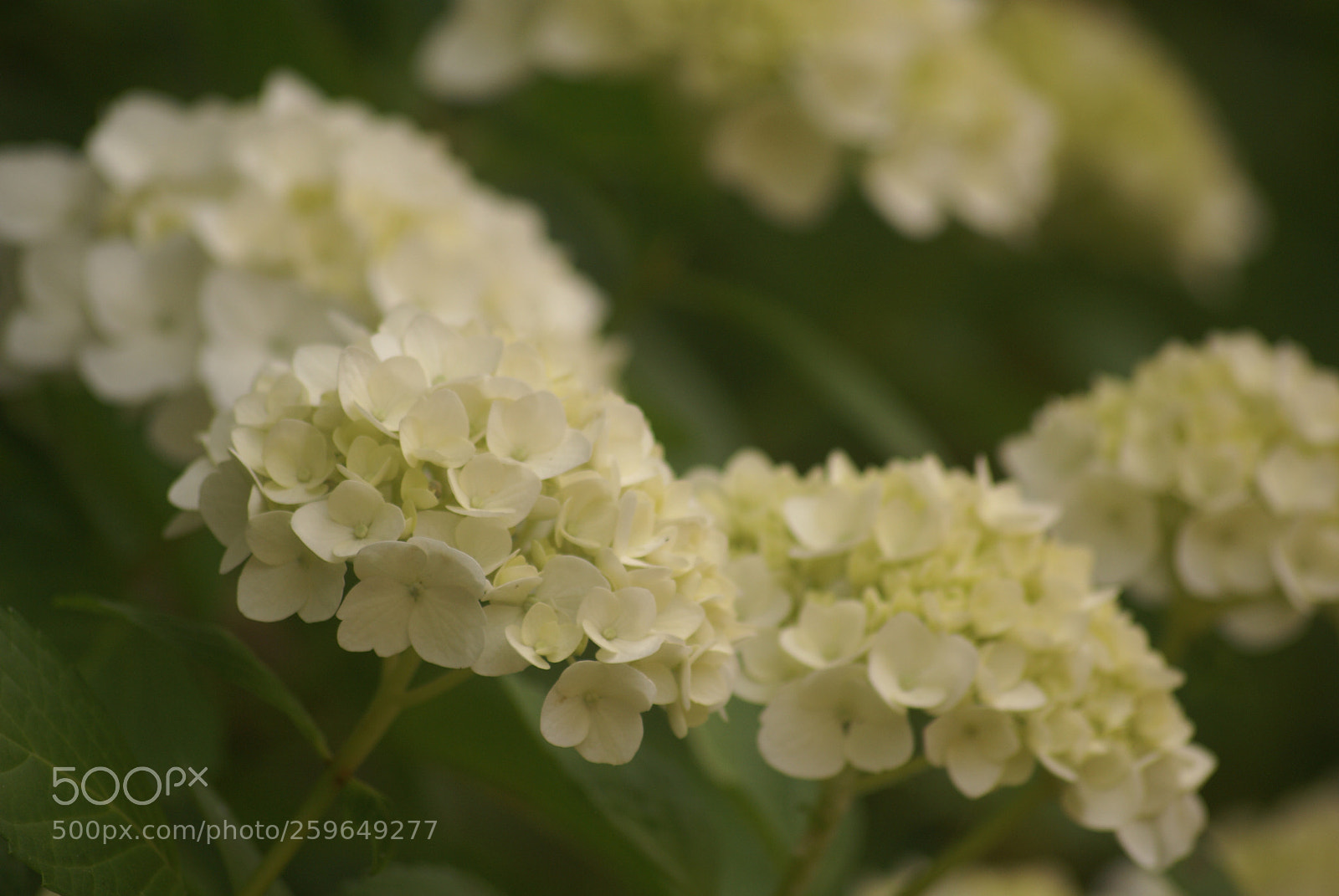 Sony Alpha DSLR-A100 sample photo. Sony dsc photography