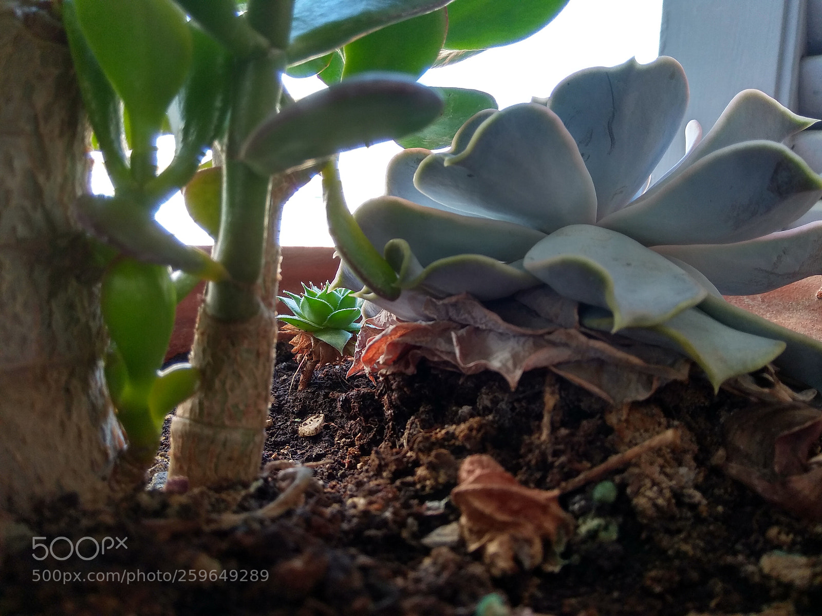 Xiaomi Redmi Note 4 sample photo. Untitled photography