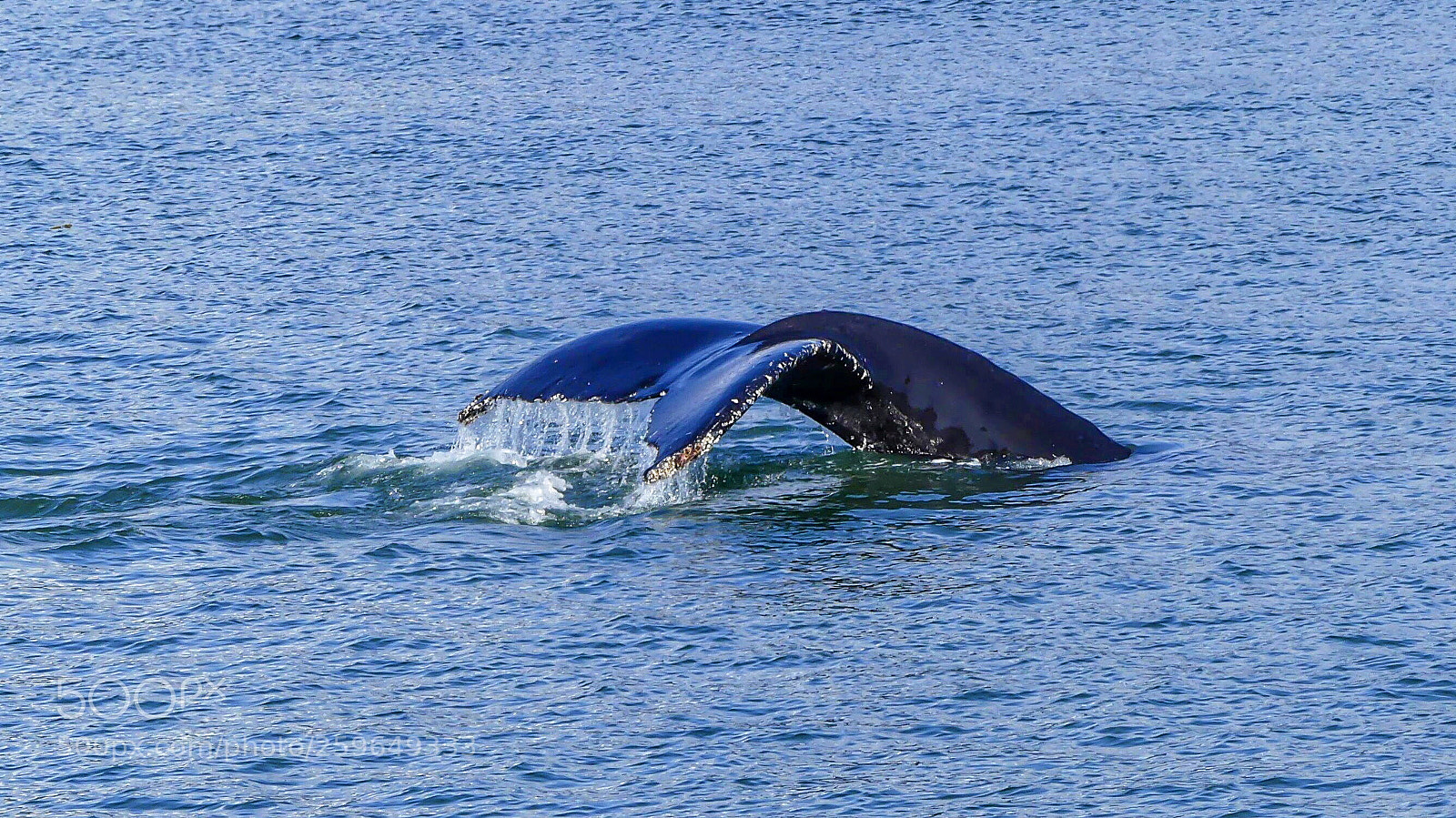 Panasonic Lumix DMC-FZ300 sample photo. Humpback whale tail,  alaska photography