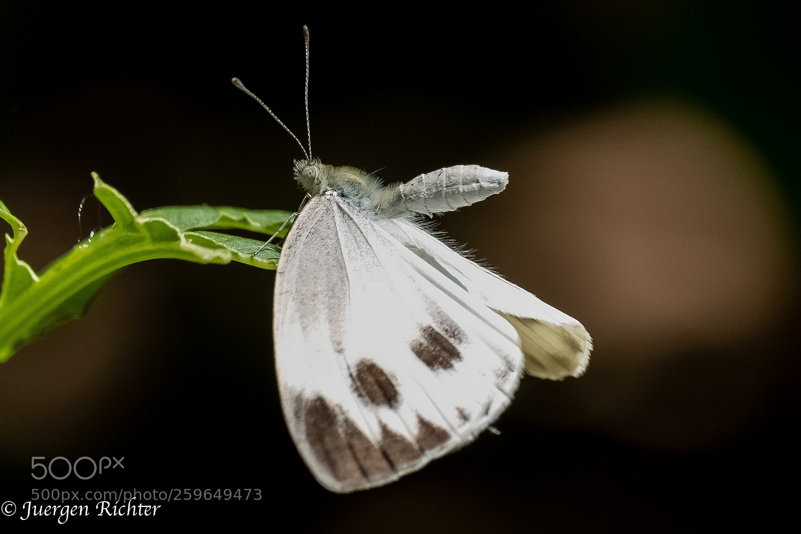 Fujifilm X-T2 sample photo. Butterfly thailand_3 photography