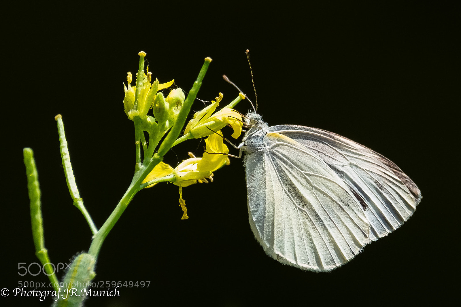 Fujifilm X-T2 sample photo. Butterfly thailand_2 photography