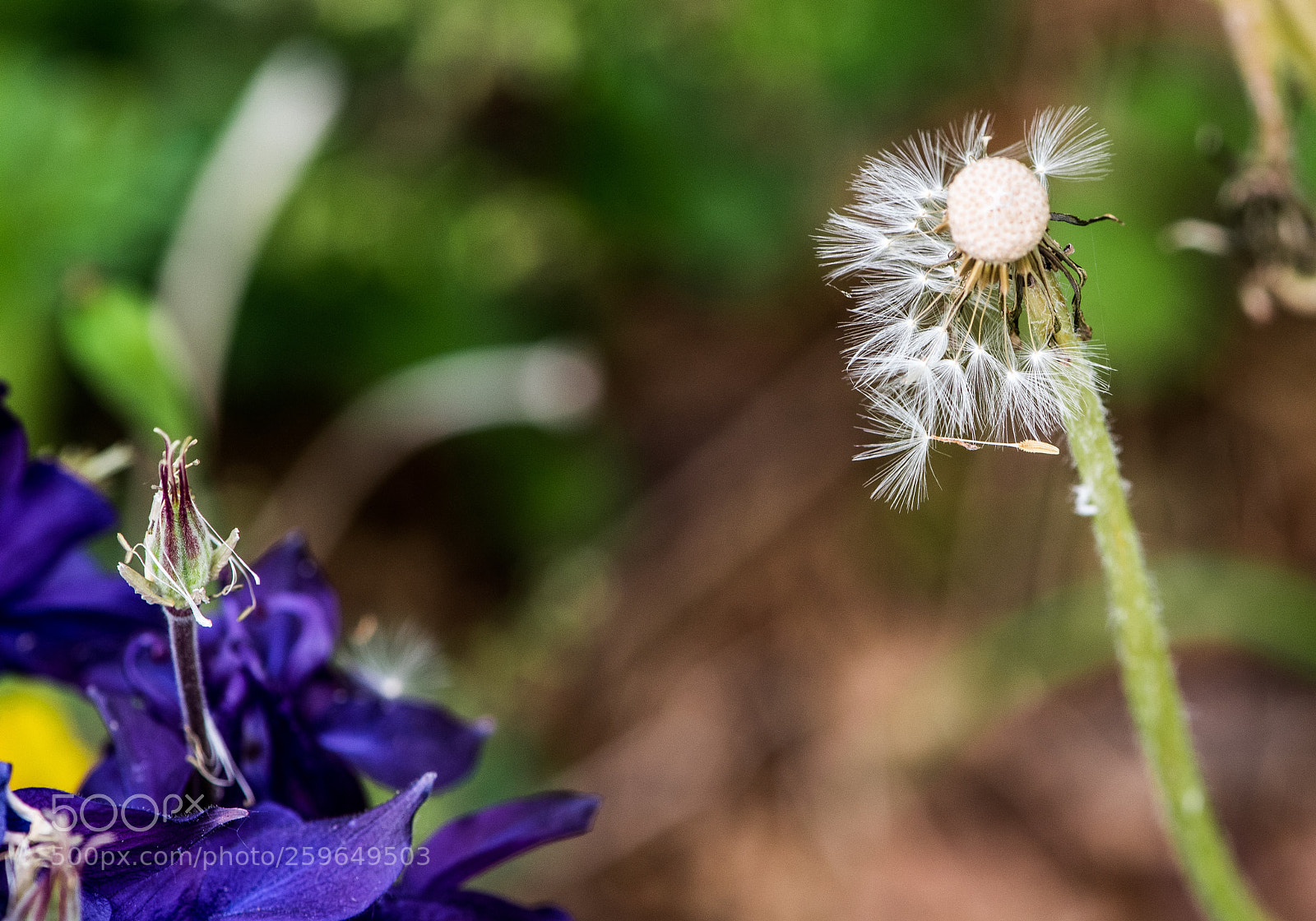 Nikon D750 sample photo. Once we were young photography