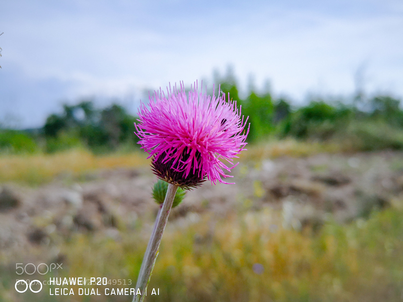 HUAWEI P20 sample photo. Onopordum acanthium photography