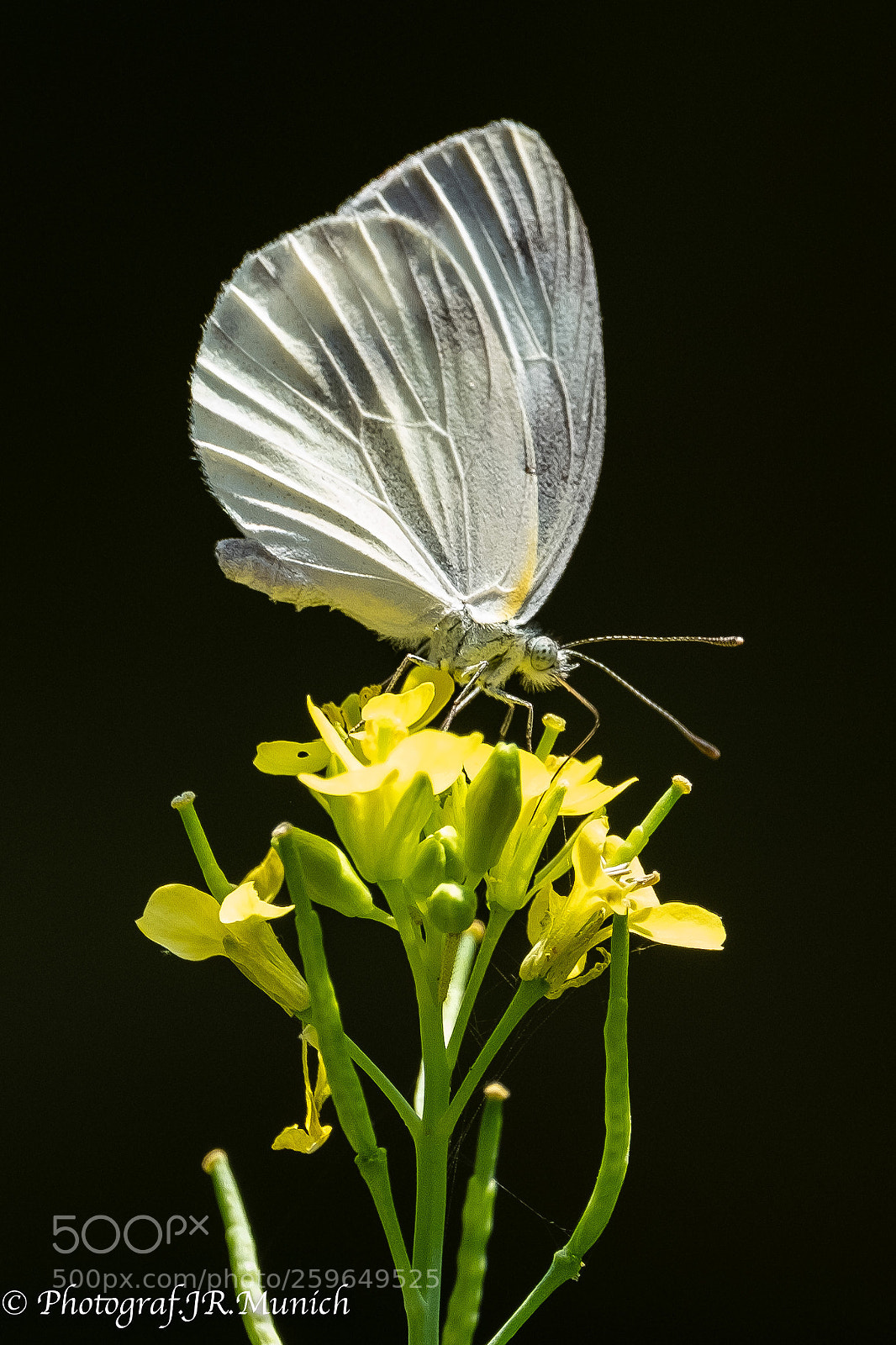 Fujifilm X-T2 sample photo. Butterfly thailand_1 photography