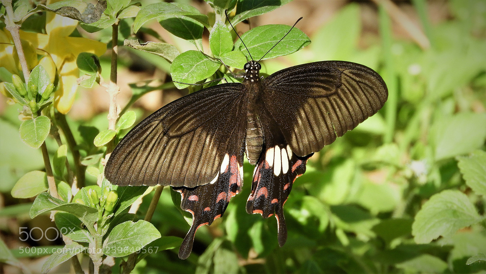 Nikon Coolpix B700 sample photo. Common mormon photography