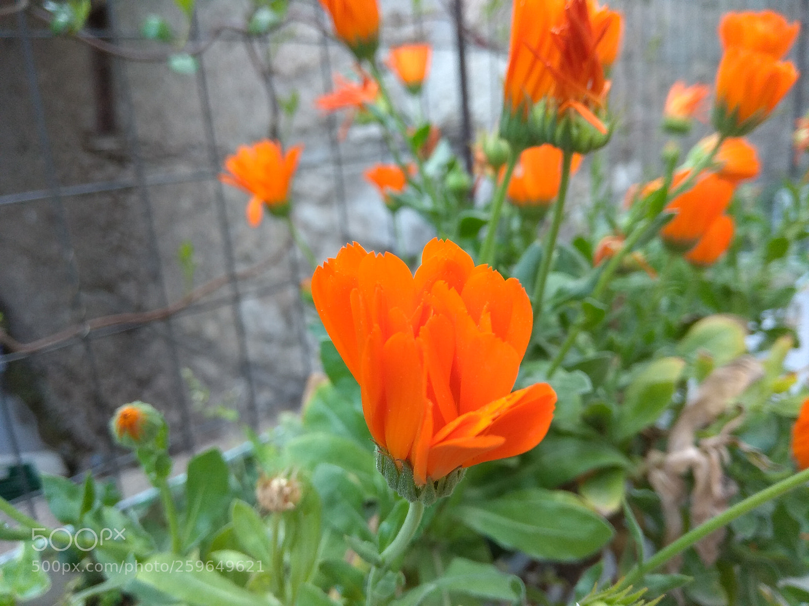 Xiaomi Redmi Note 4 sample photo. Untitled photography