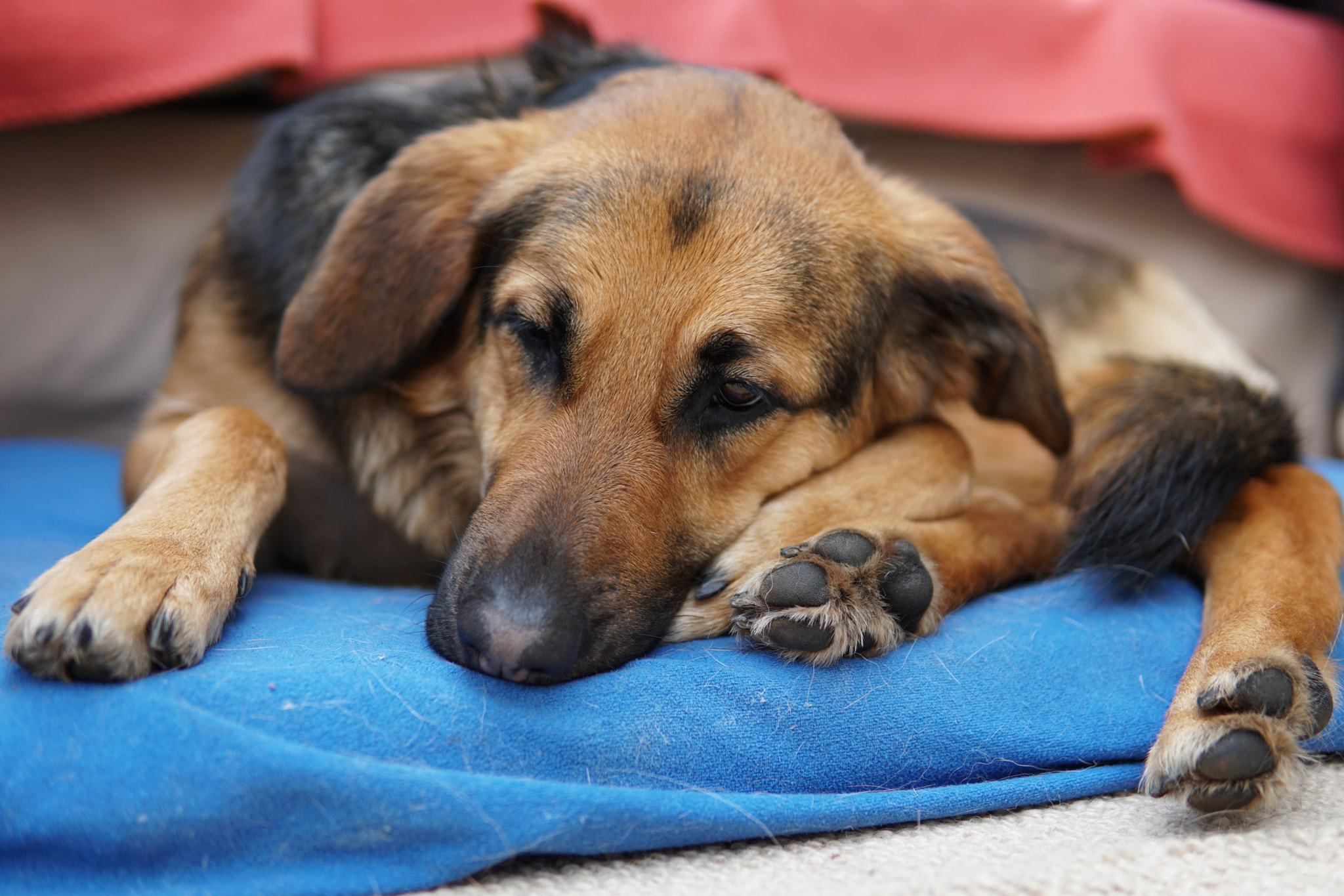 Sony a6300 sample photo. Afternoon nap photography