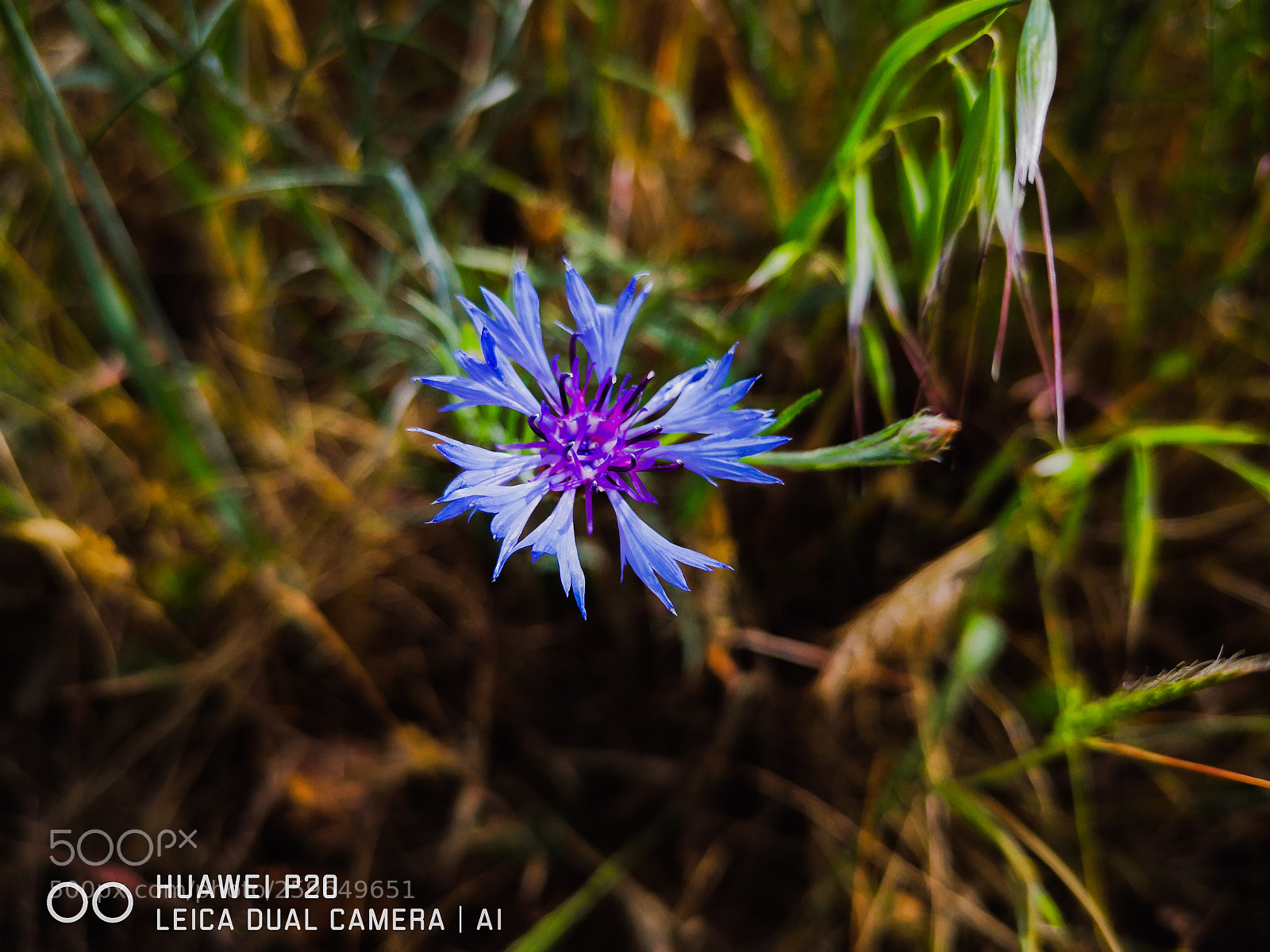 HUAWEI P20 sample photo. Centaurea cyanus photography