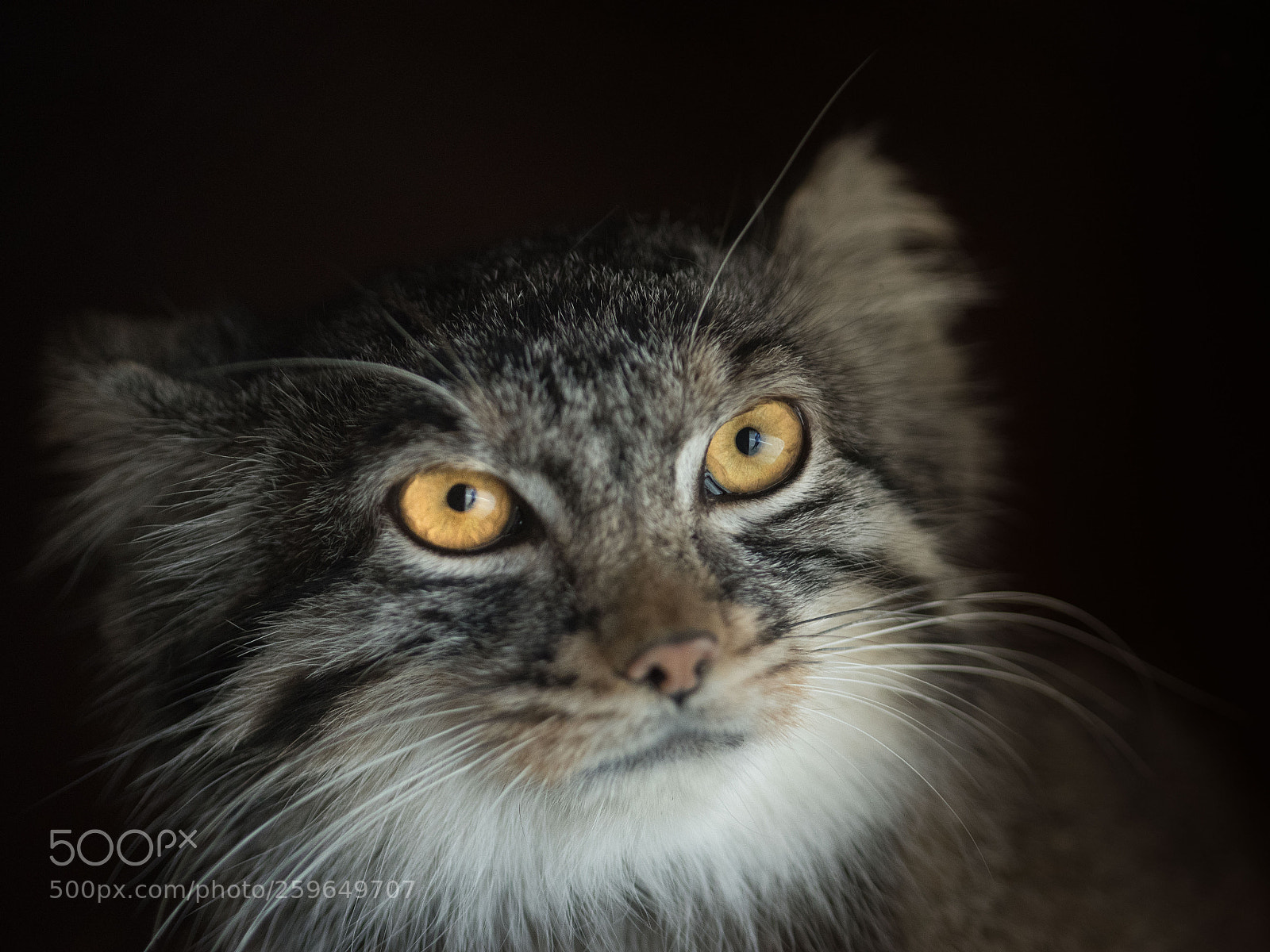 Nikon D750 sample photo. Pallas's cat photography