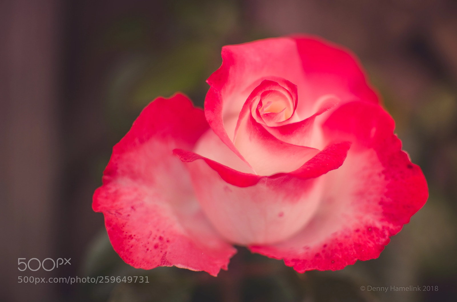 Nikon D7000 sample photo. Sundayflower photography