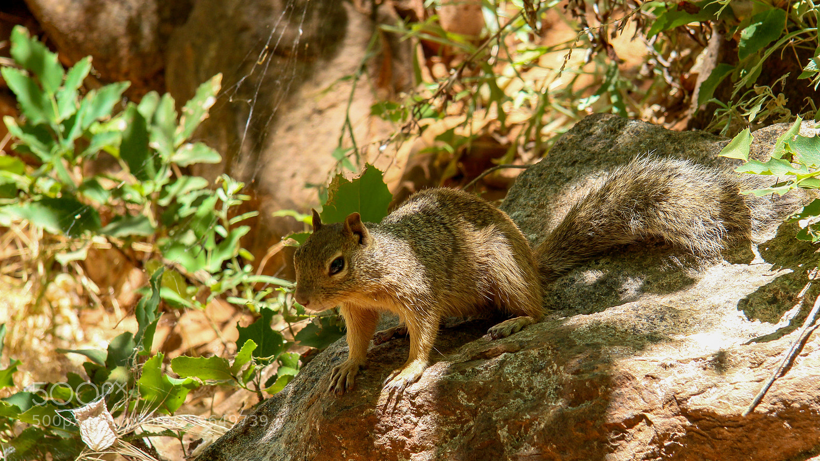 Canon EOS 600D (Rebel EOS T3i / EOS Kiss X5) sample photo. Zion-park squirrel photography