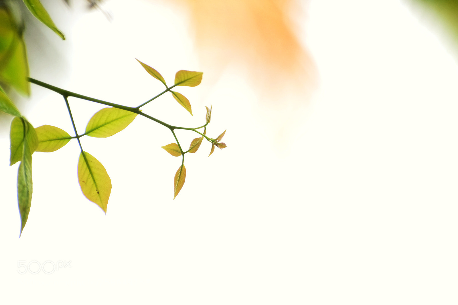 Nikon D5300 sample photo. Green photography