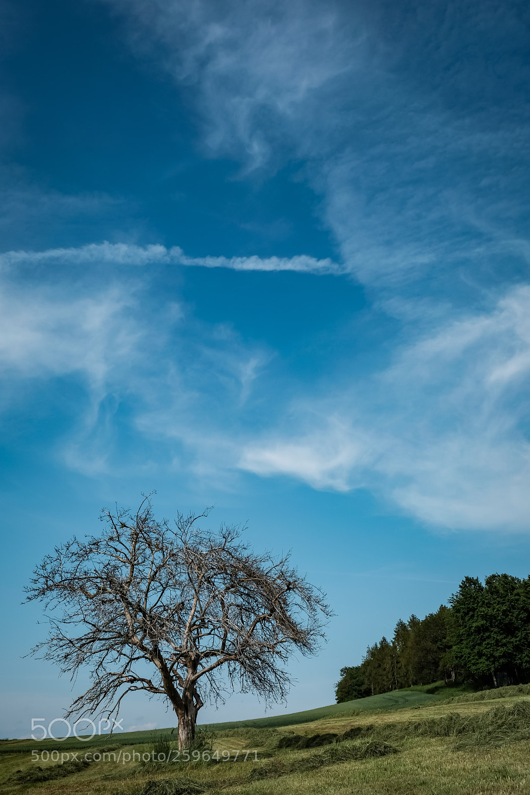 Fujifilm X-T20 sample photo. 'dead wood' photography