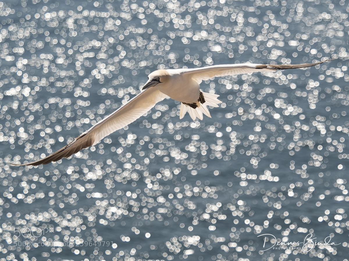 Olympus OM-D E-M1 Mark II sample photo. More diamants than you'll photography